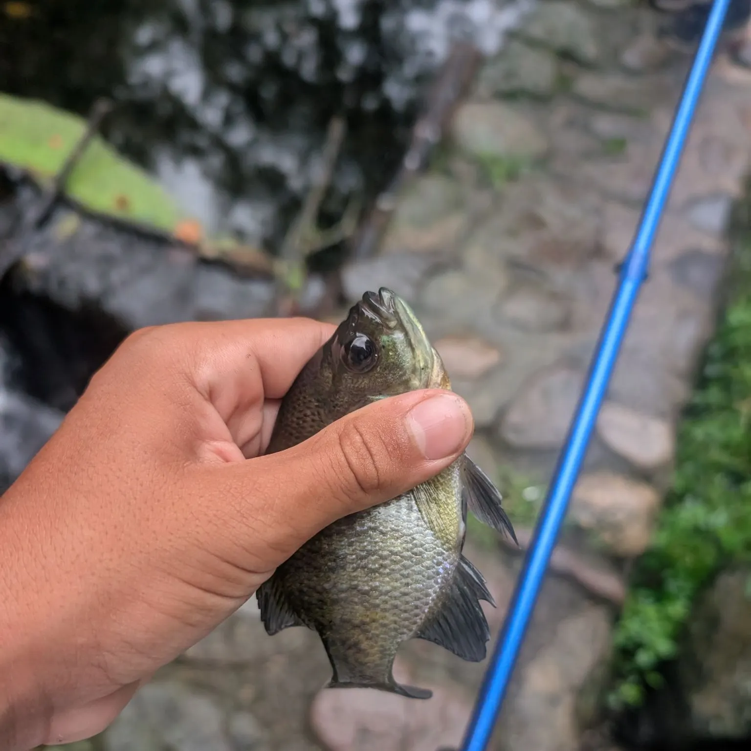 Bluegill caught on Fishbrain