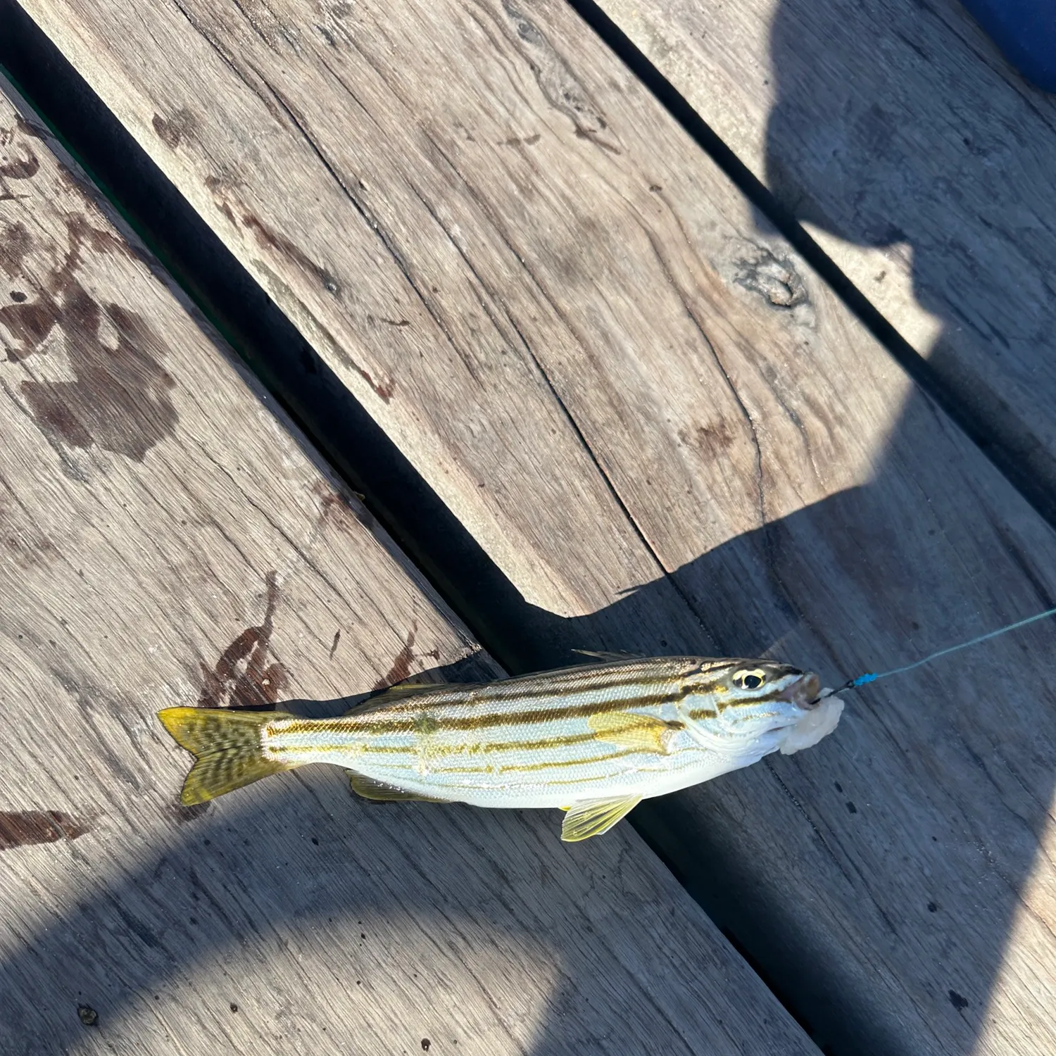 The most recent Western striped grunter catches on Fishbrain