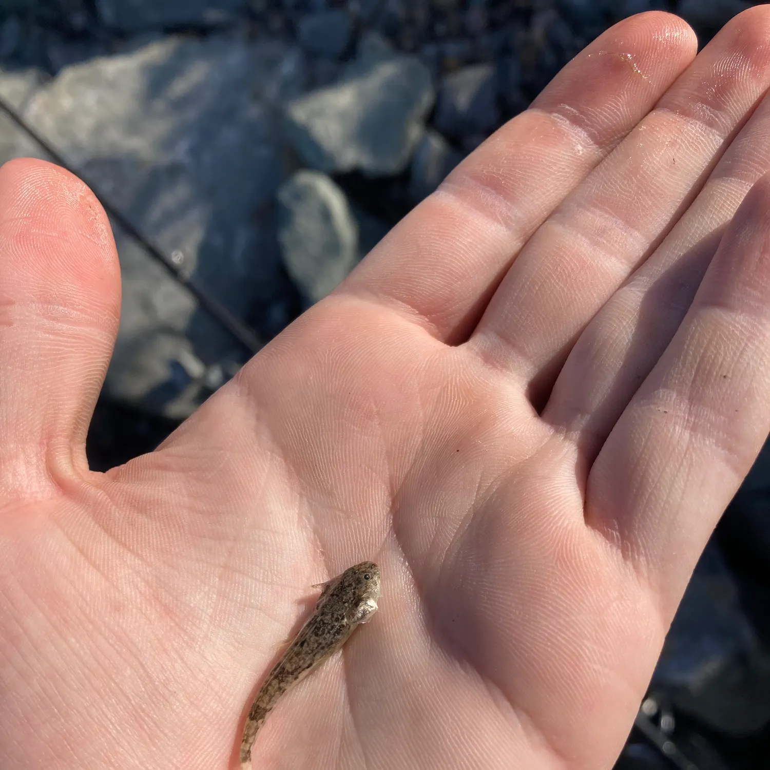 The most popular recent Pacific staghorn sculpin catch on Fishbrain