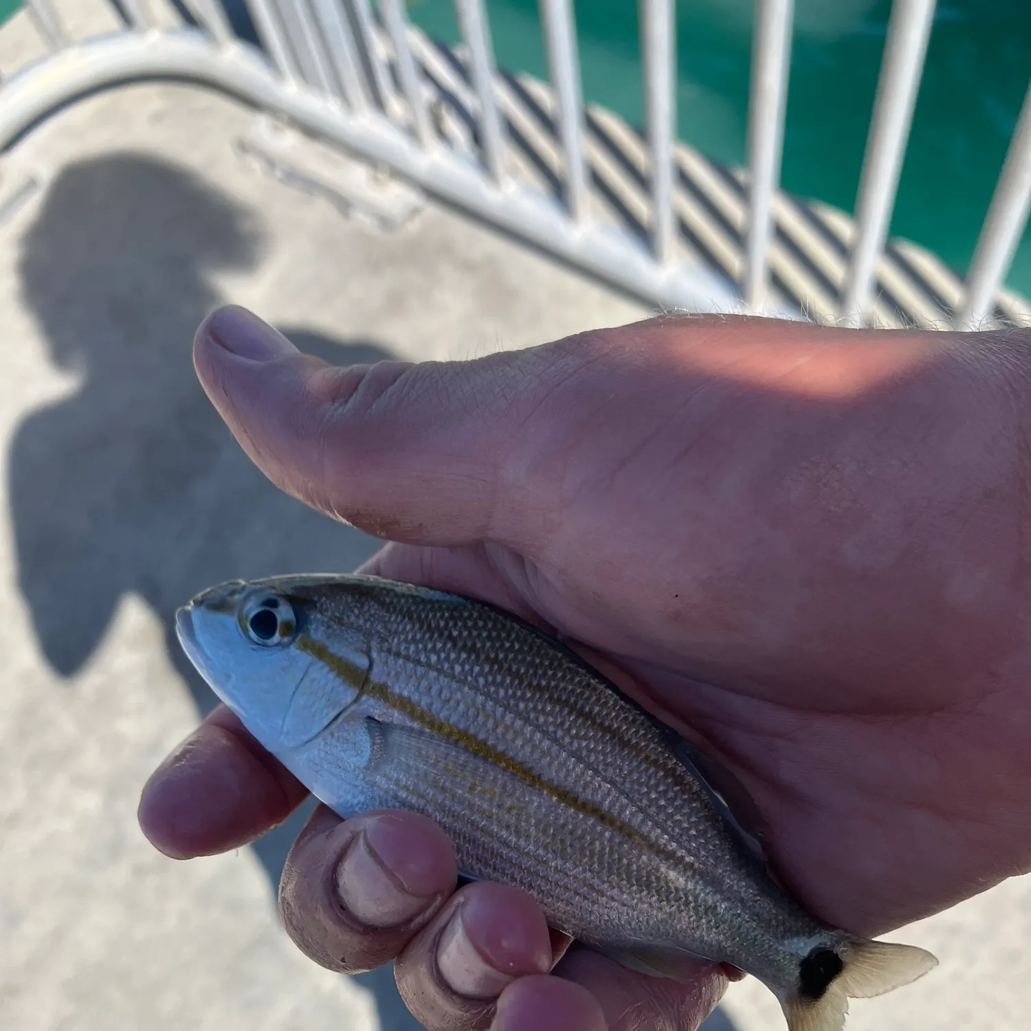The most recent Tomtate grunt catches on Fishbrain