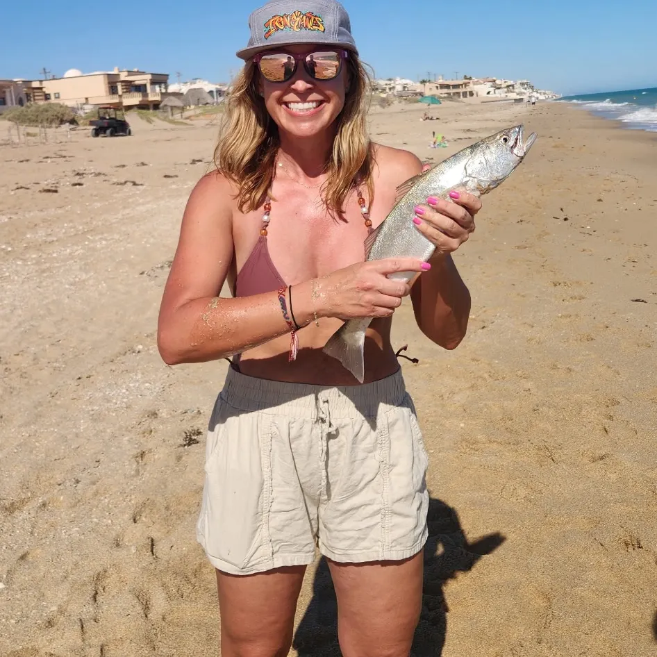 The most recent Stolzmann's weakfish catches on Fishbrain