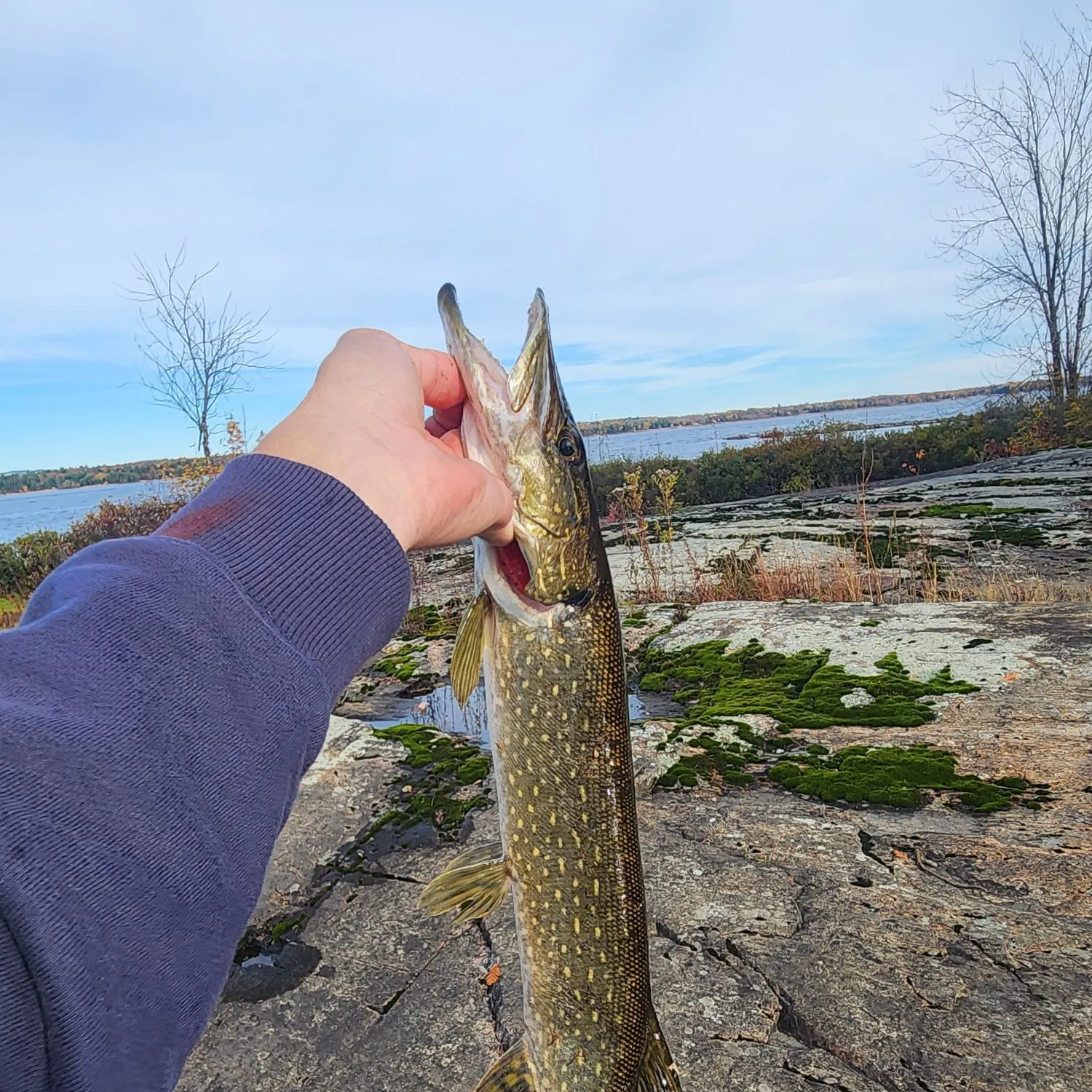 Northern pike caught on Fishbrain
