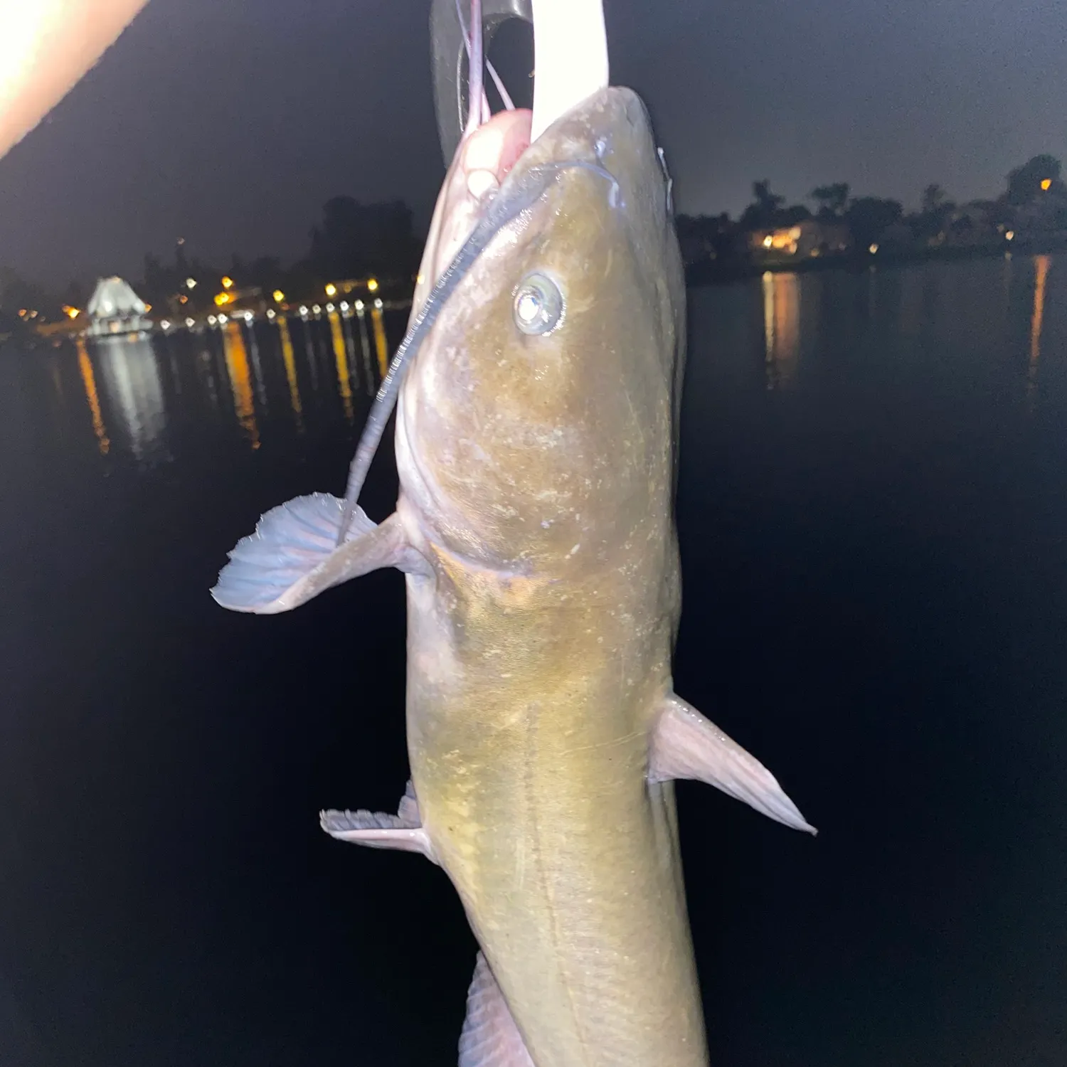 Channel catfish caught on Fishbrain
