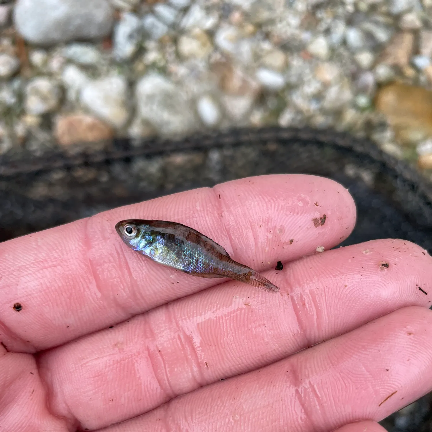 The most recent Pumpkinseed catches on Fishbrain