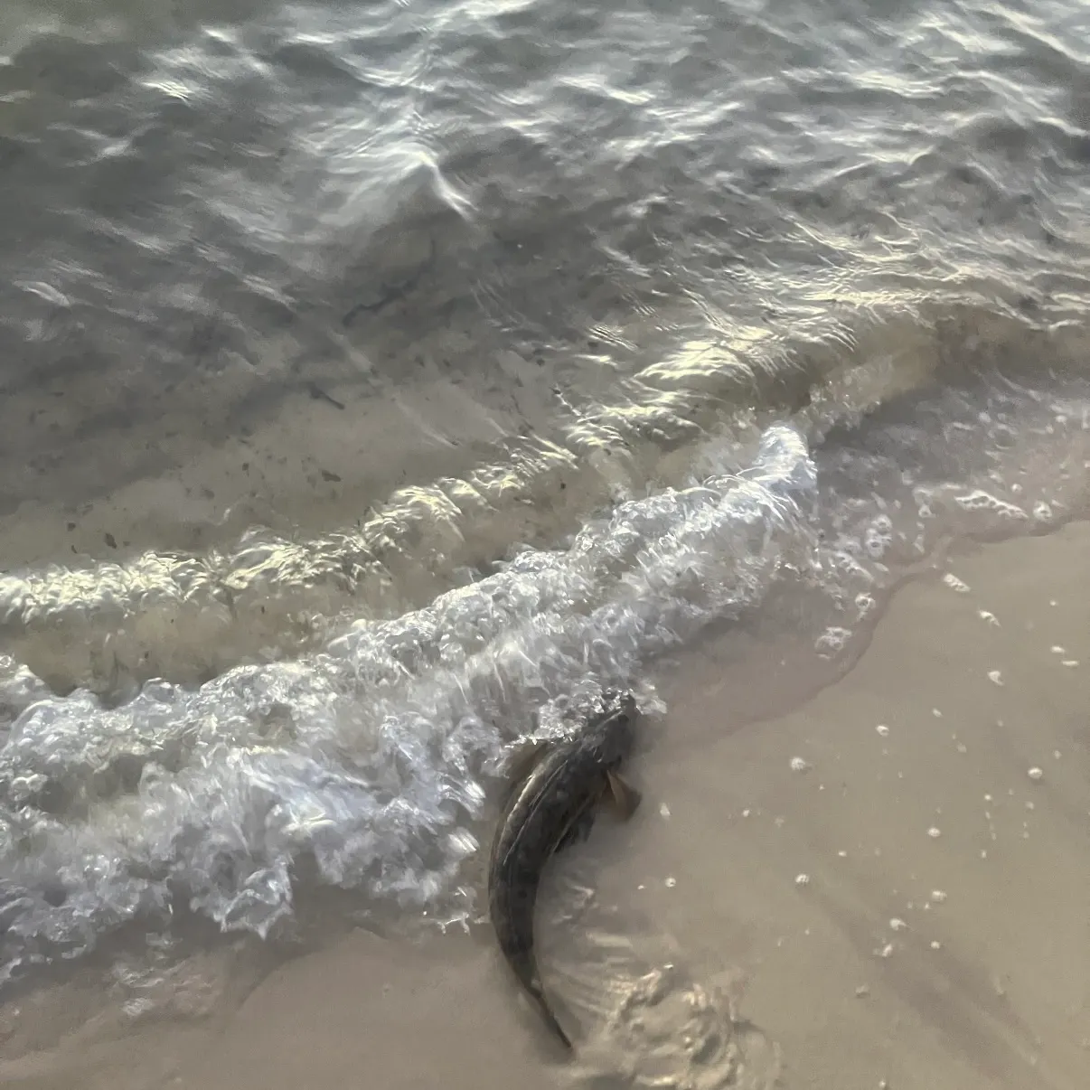 The most recent Bartail flathead catches on Fishbrain