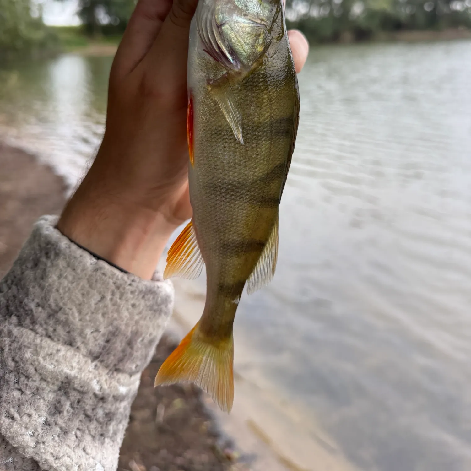 European perch caught on Fishbrain