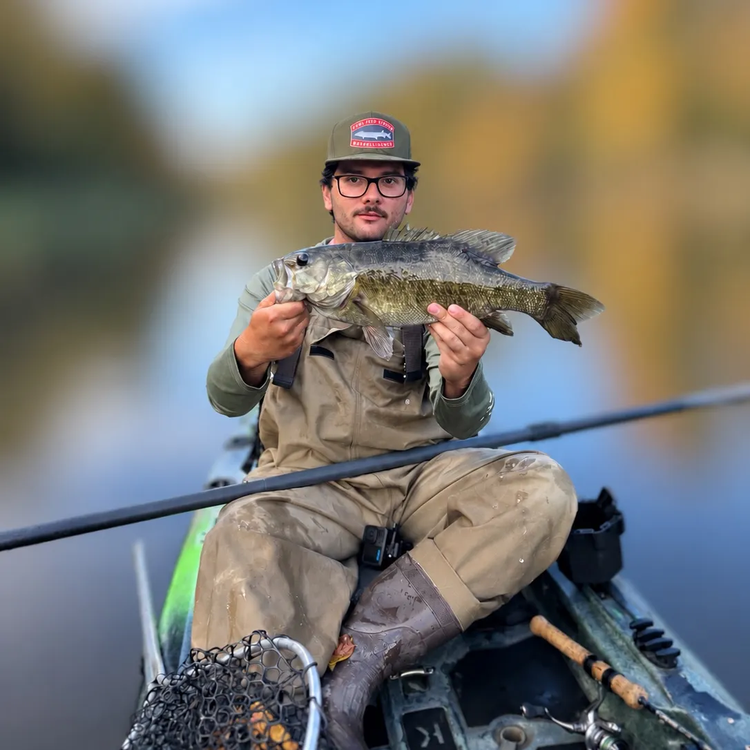 Smallmouth bass caught on Fishbrain