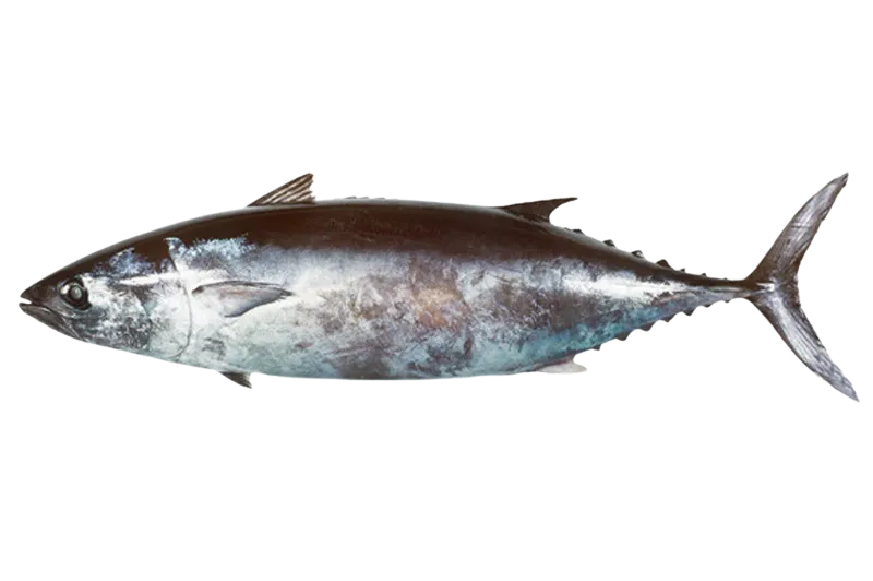 Slender tuna