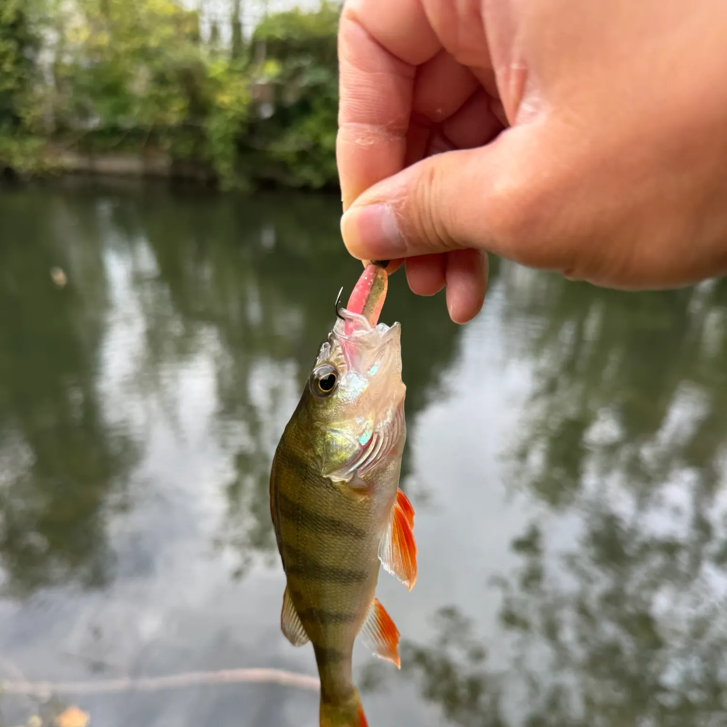 European perch caught on Fishbrain