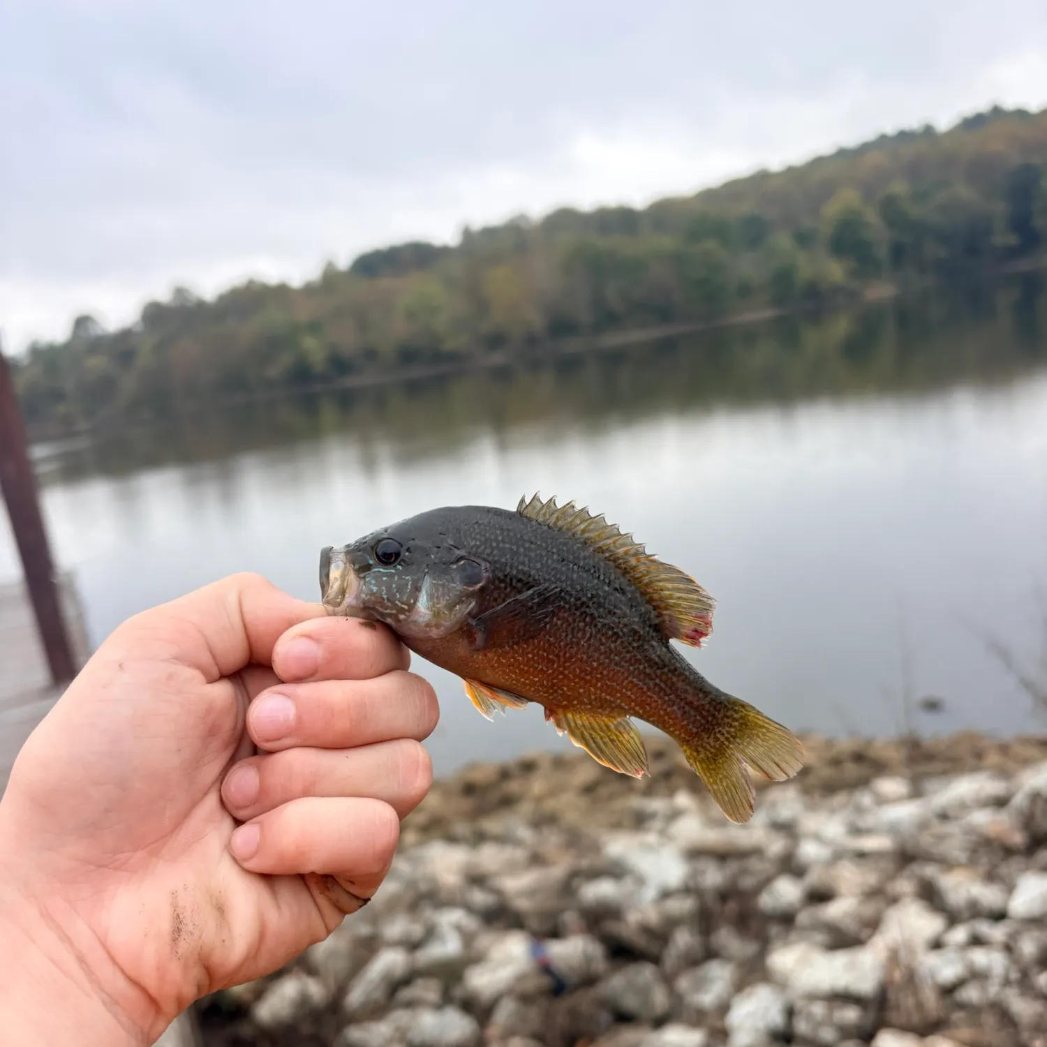 Green sunfish caught on Fishbrain