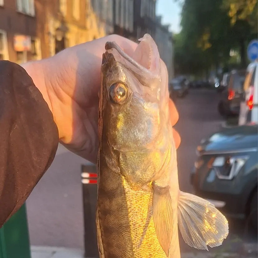 Zander caught on Fishbrain