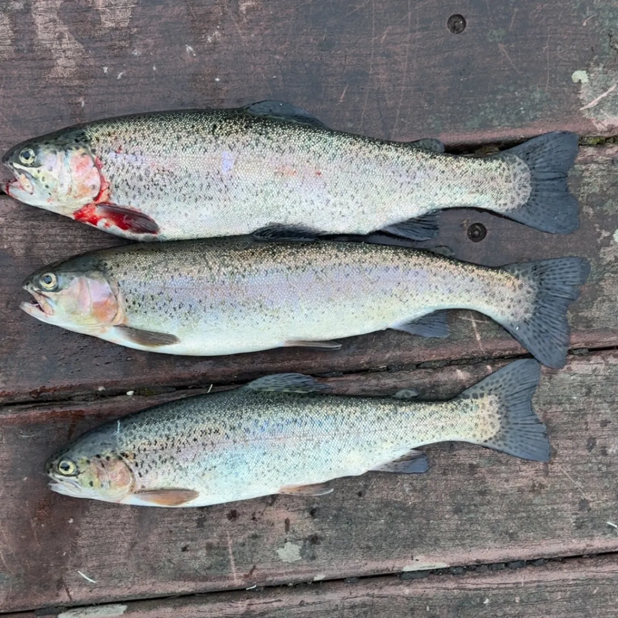 recently logged catches