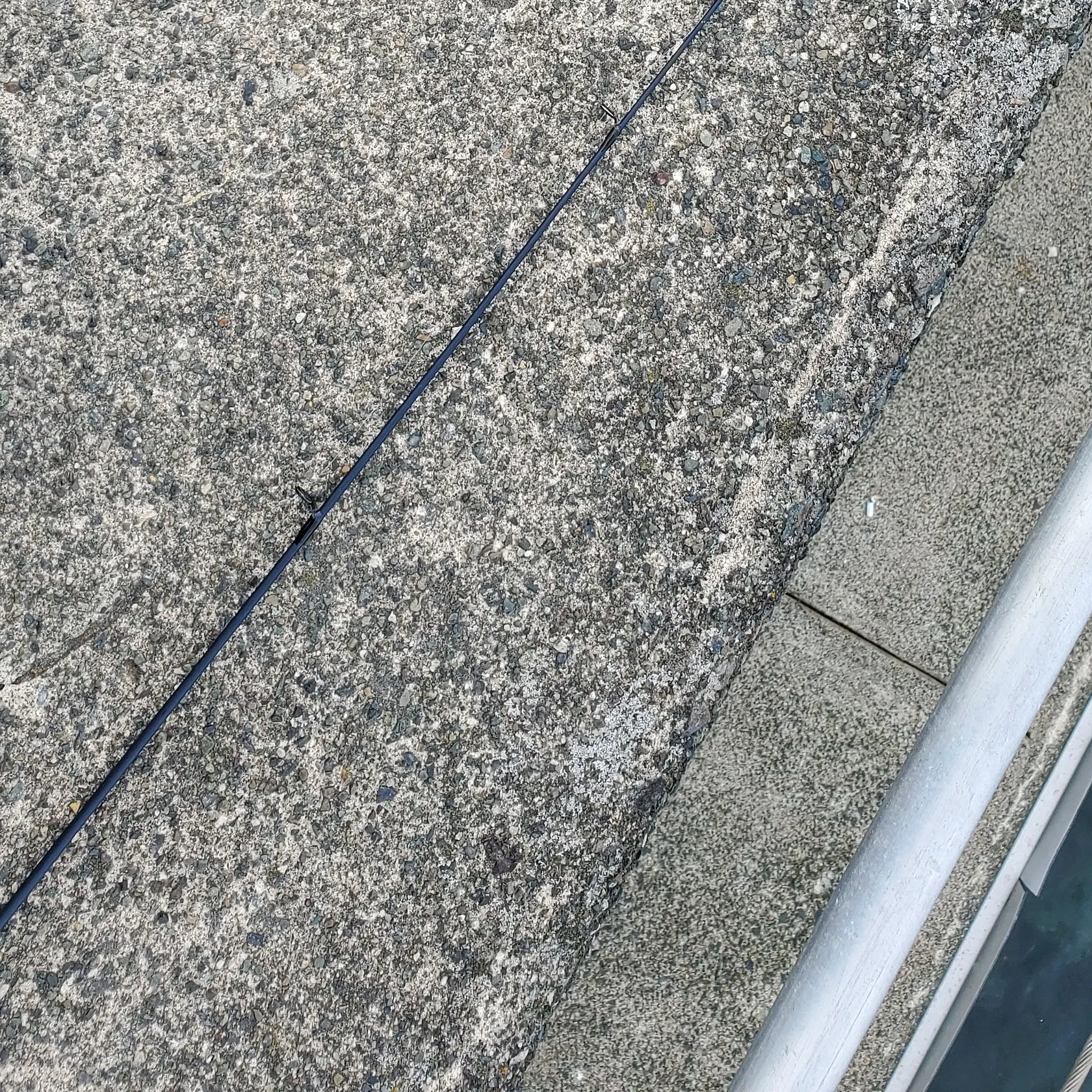 The most recent Yellowtail rockfish catches on Fishbrain