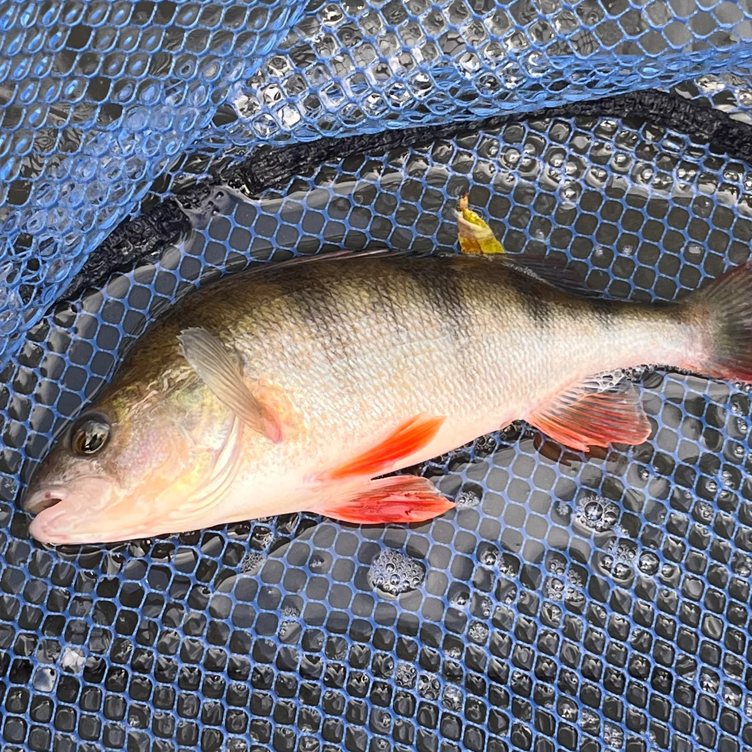 European perch caught on Fishbrain