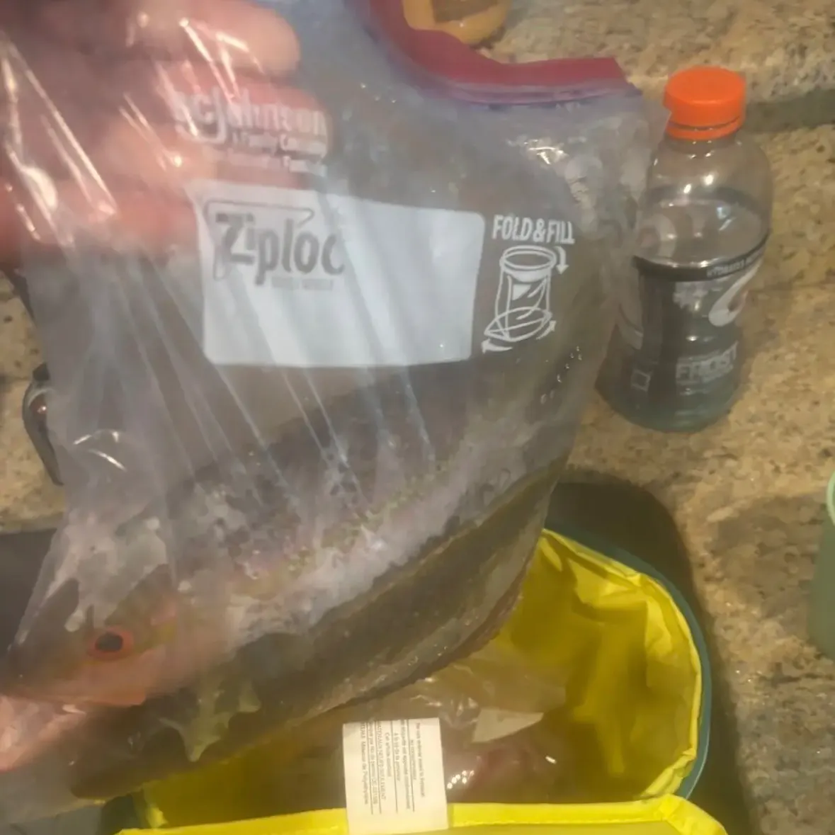 Yellowtail snapper caught on Fishbrain
