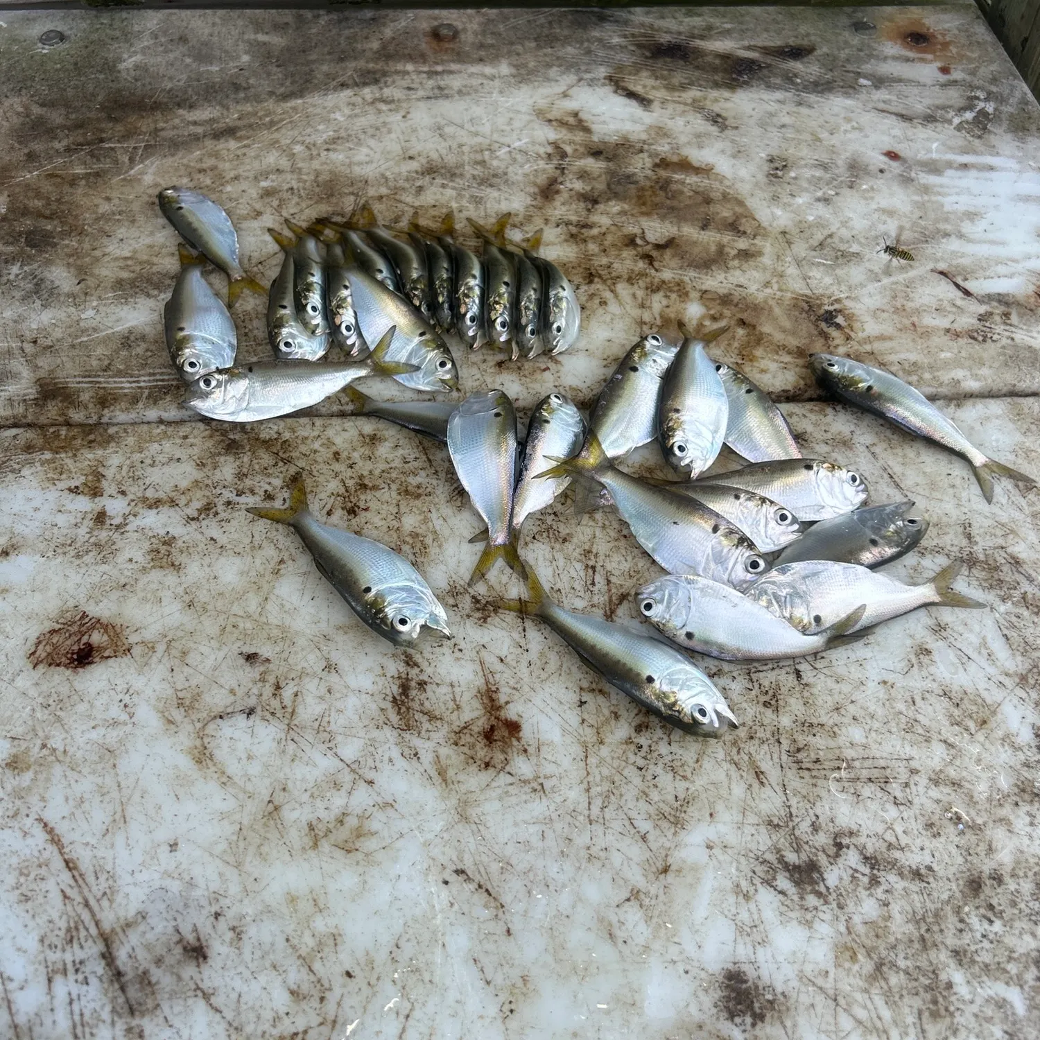 The most recent Greenback horse mackerel catches on Fishbrain