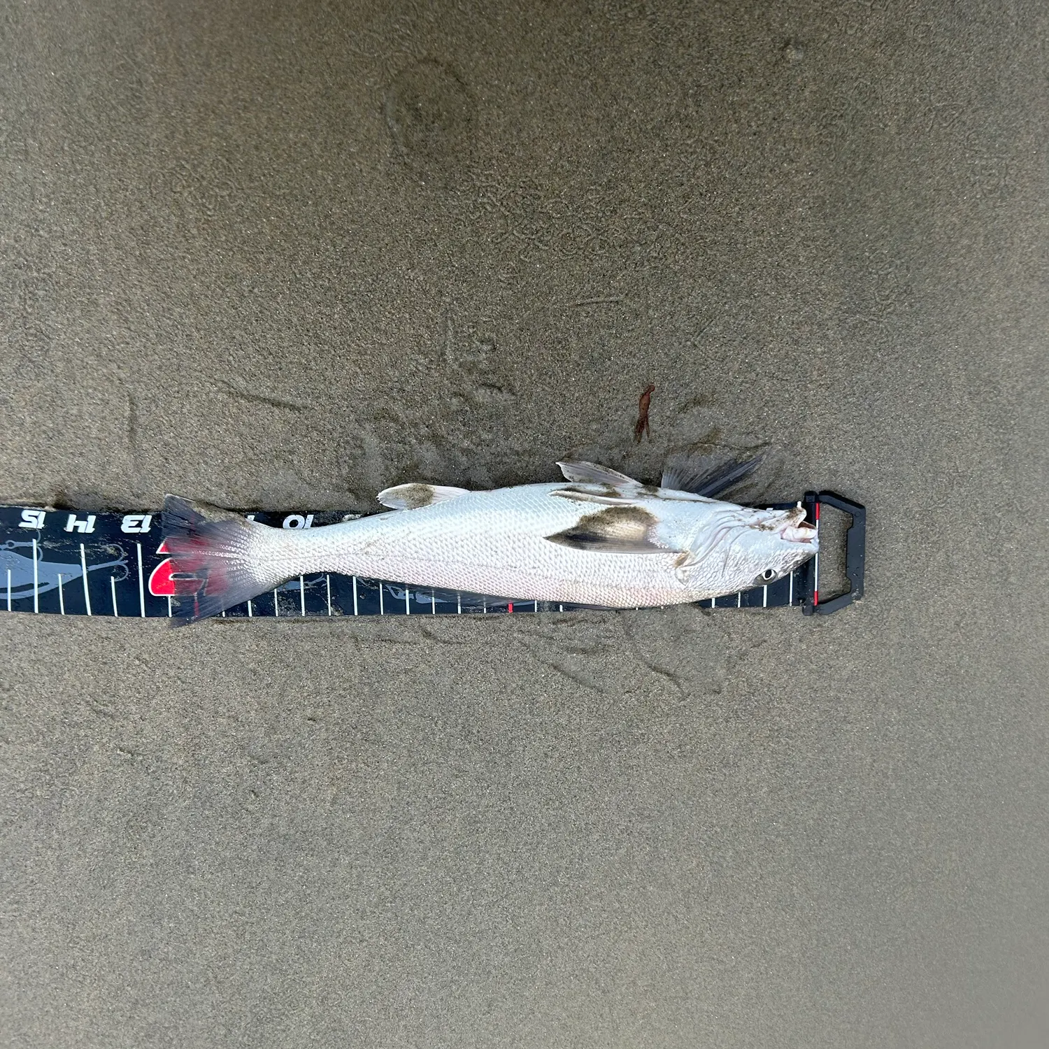The most recent California corbina catches on Fishbrain