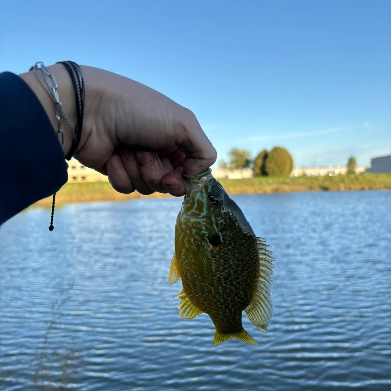 Greengill hybrid caught on Fishbrain