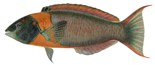 Saddle wrasse