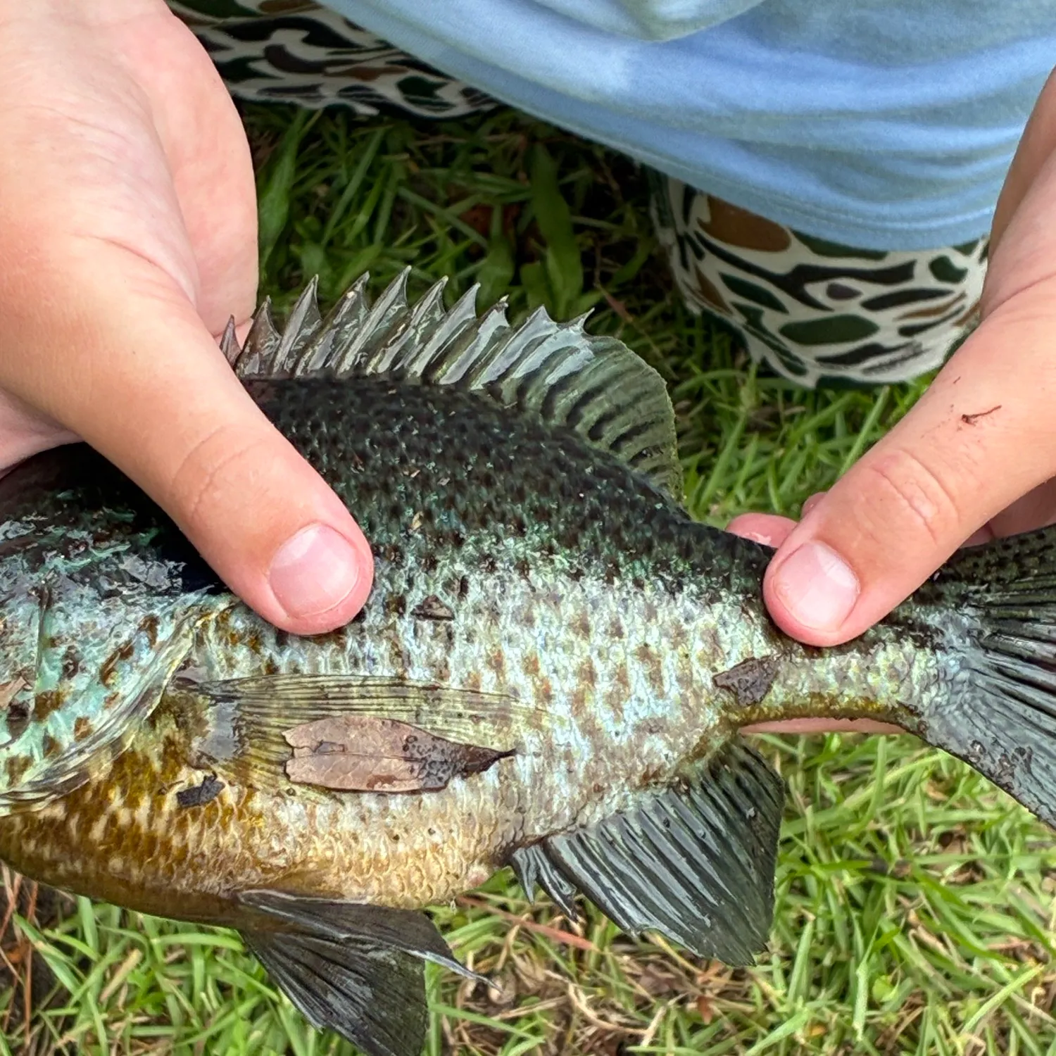 Bluegill caught on Fishbrain