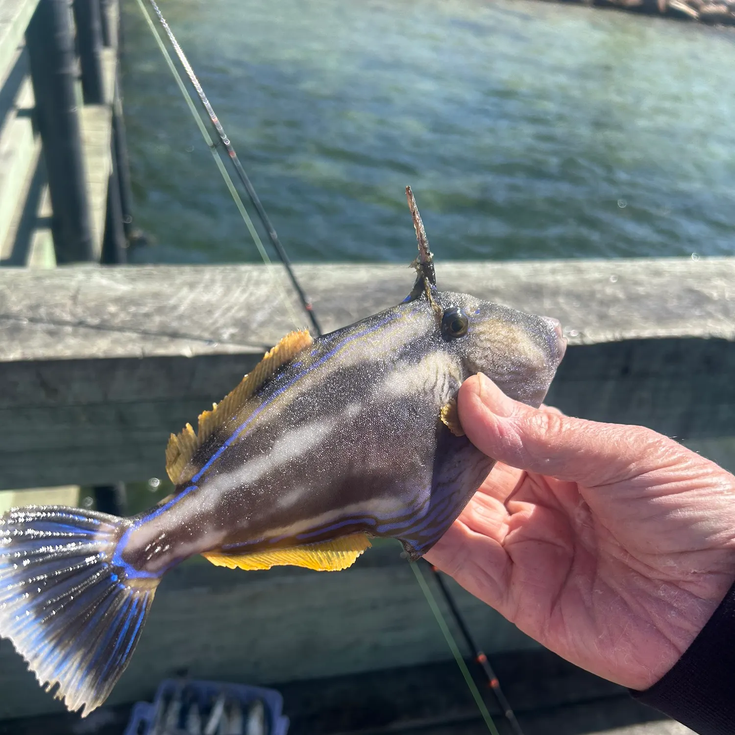 The most recent Yellowfin leatherjacket catches on Fishbrain