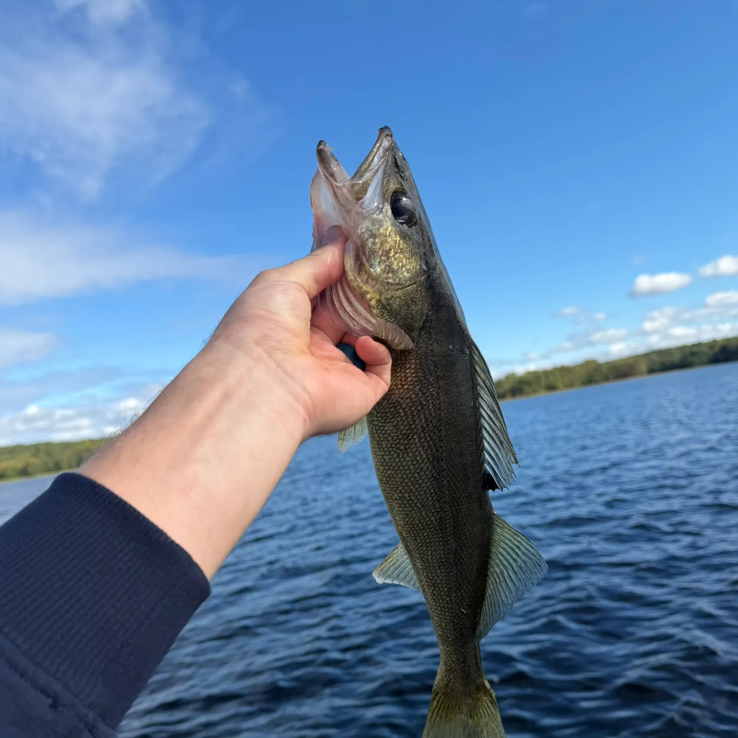 Walleye caught on Fishbrain