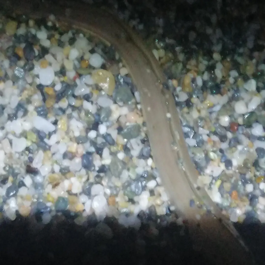 The most recent European eel catches on Fishbrain