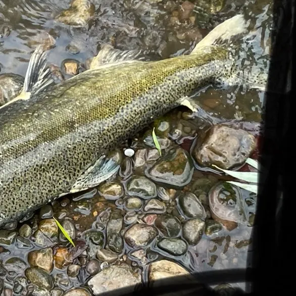 The most recent Chinook salmon catches on Fishbrain
