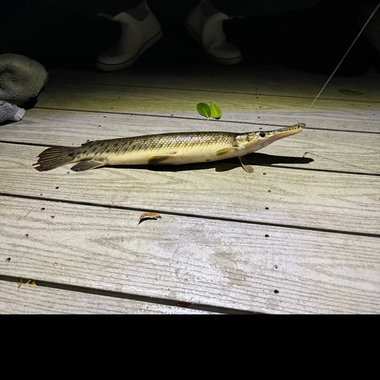 The most recent Shortnose gar catches on Fishbrain