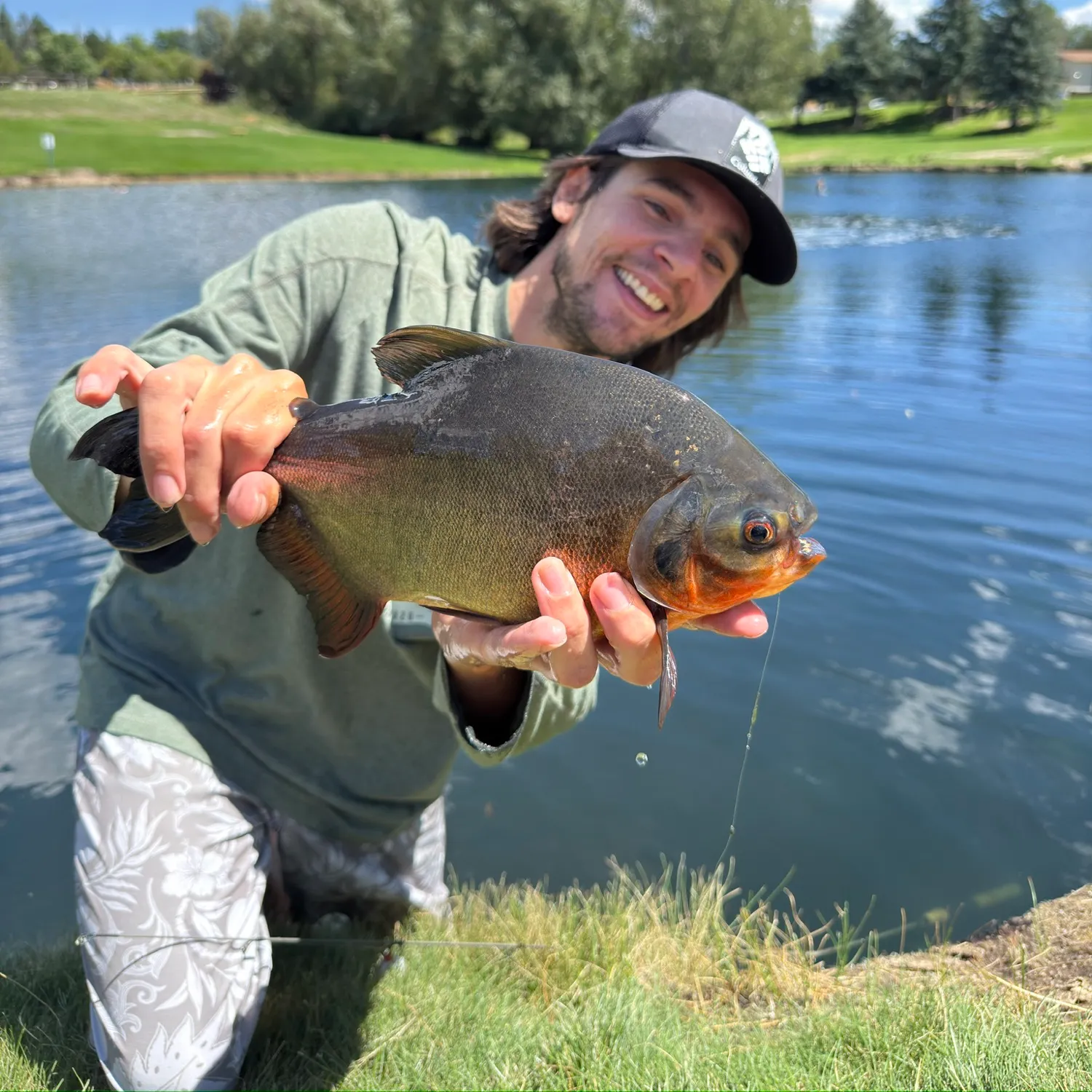 The most recent Red-bellied pacu catches on Fishbrain