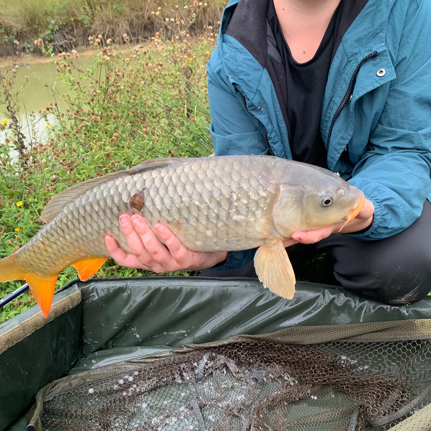 Common carp caught on Fishbrain