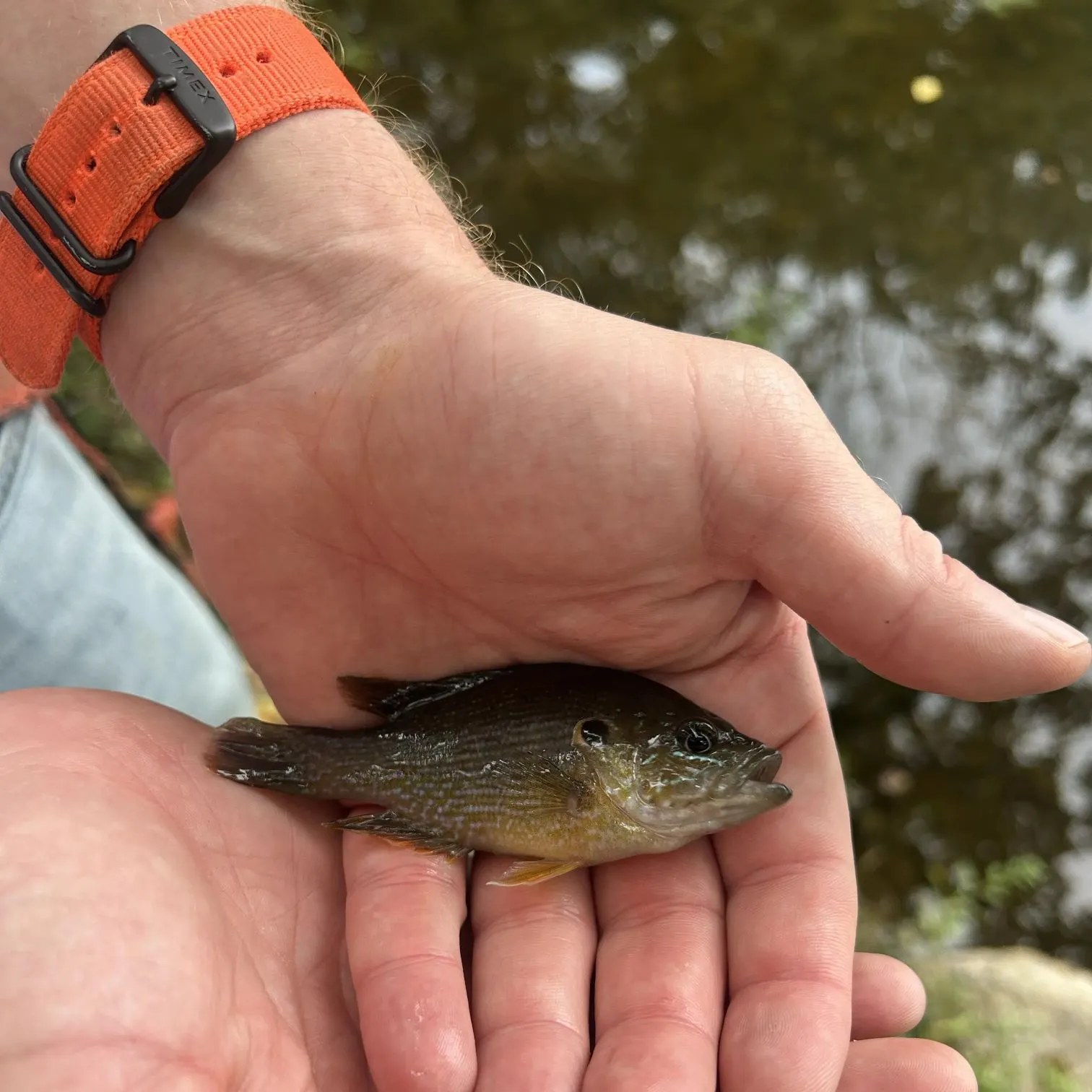 Green sunfish caught on Fishbrain