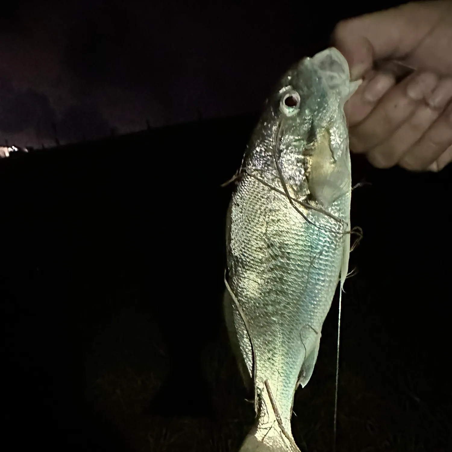 Gulf kingcroaker caught on Fishbrain
