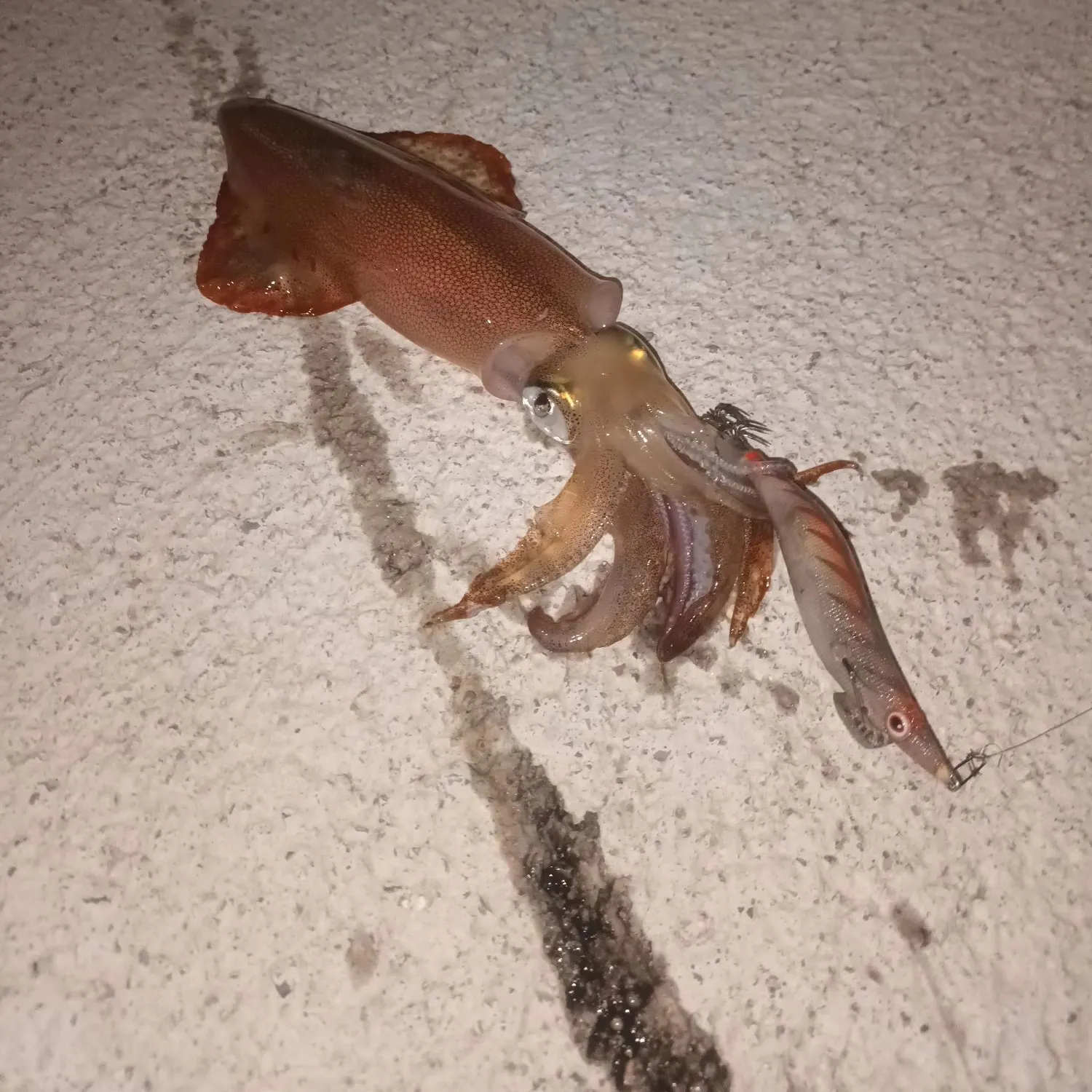 The most recent European flying squid catches on Fishbrain