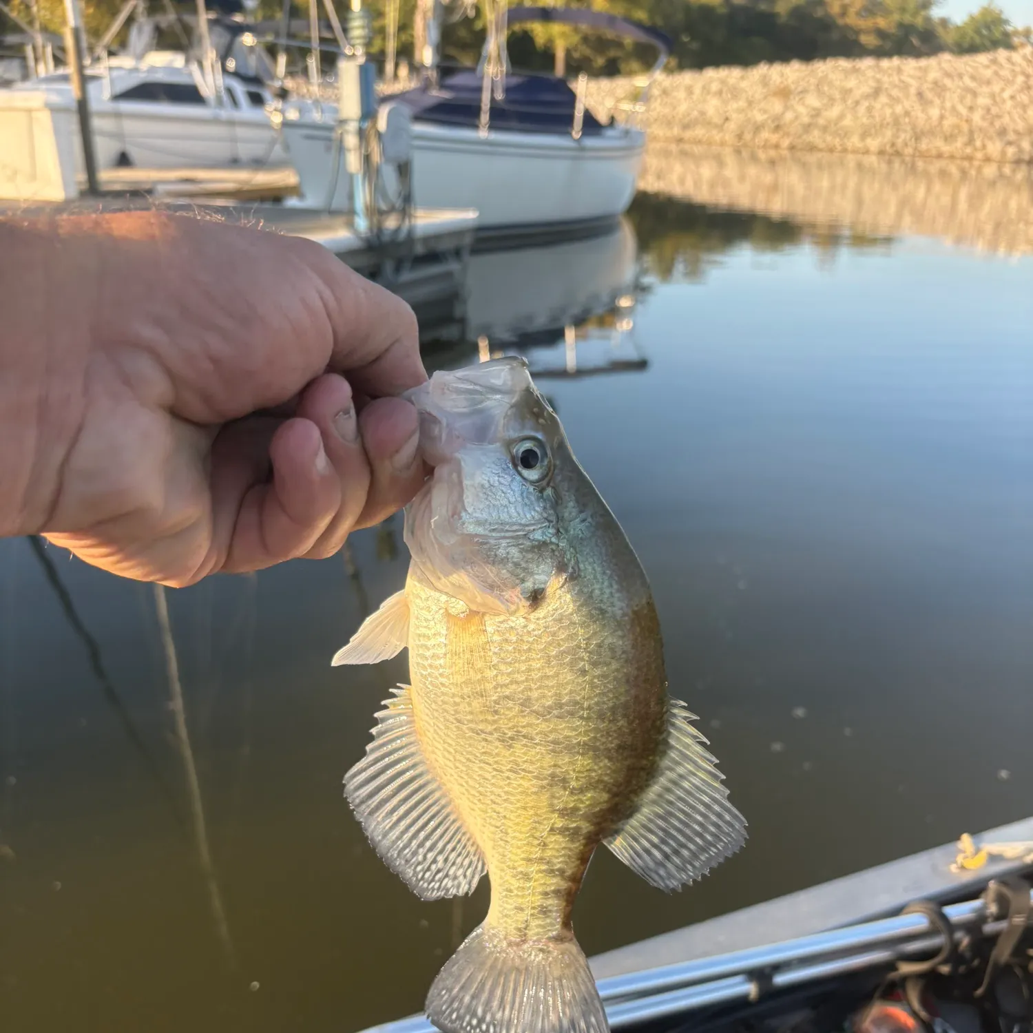 White crappie caught on Fishbrain