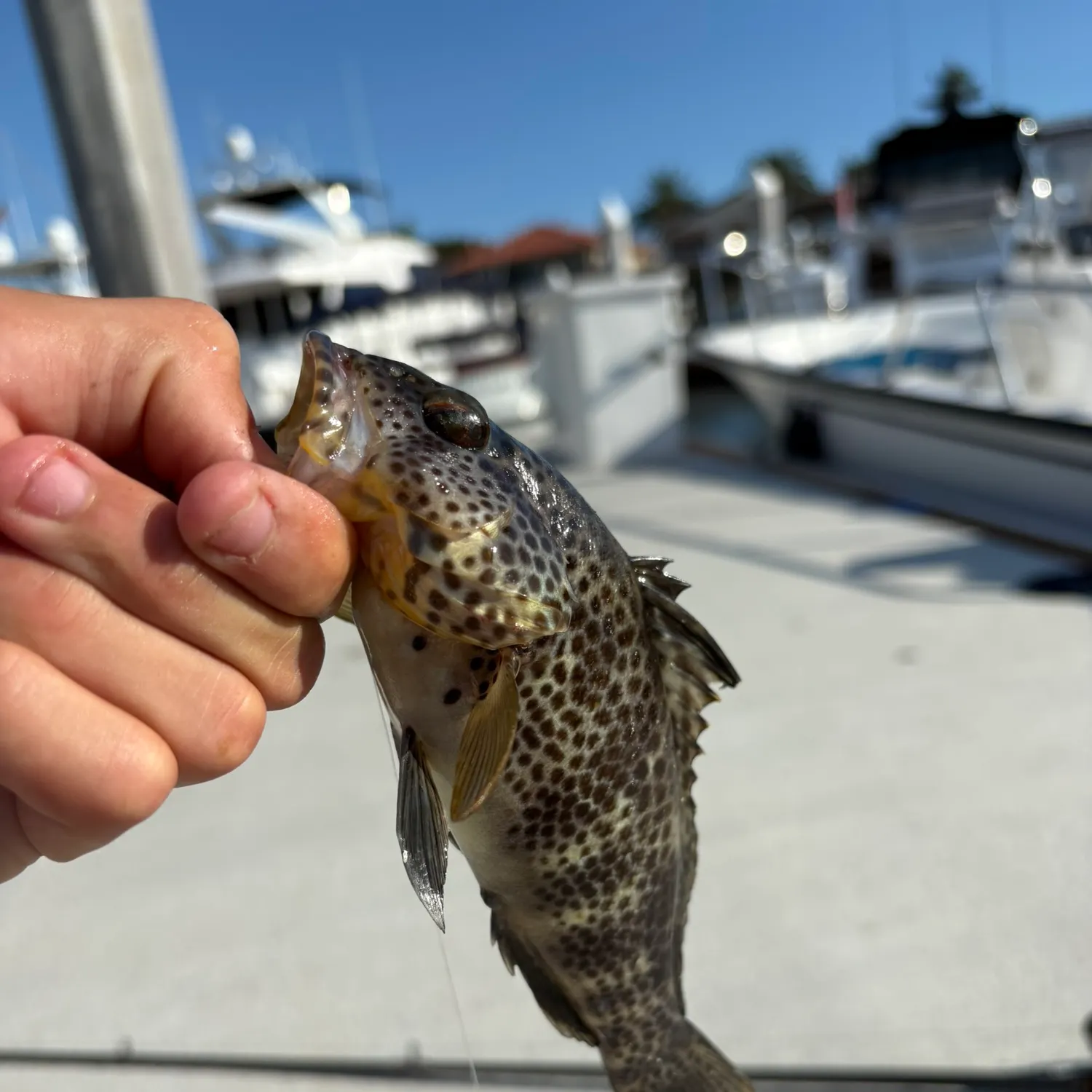 Spotted sand bass caught on Fishbrain