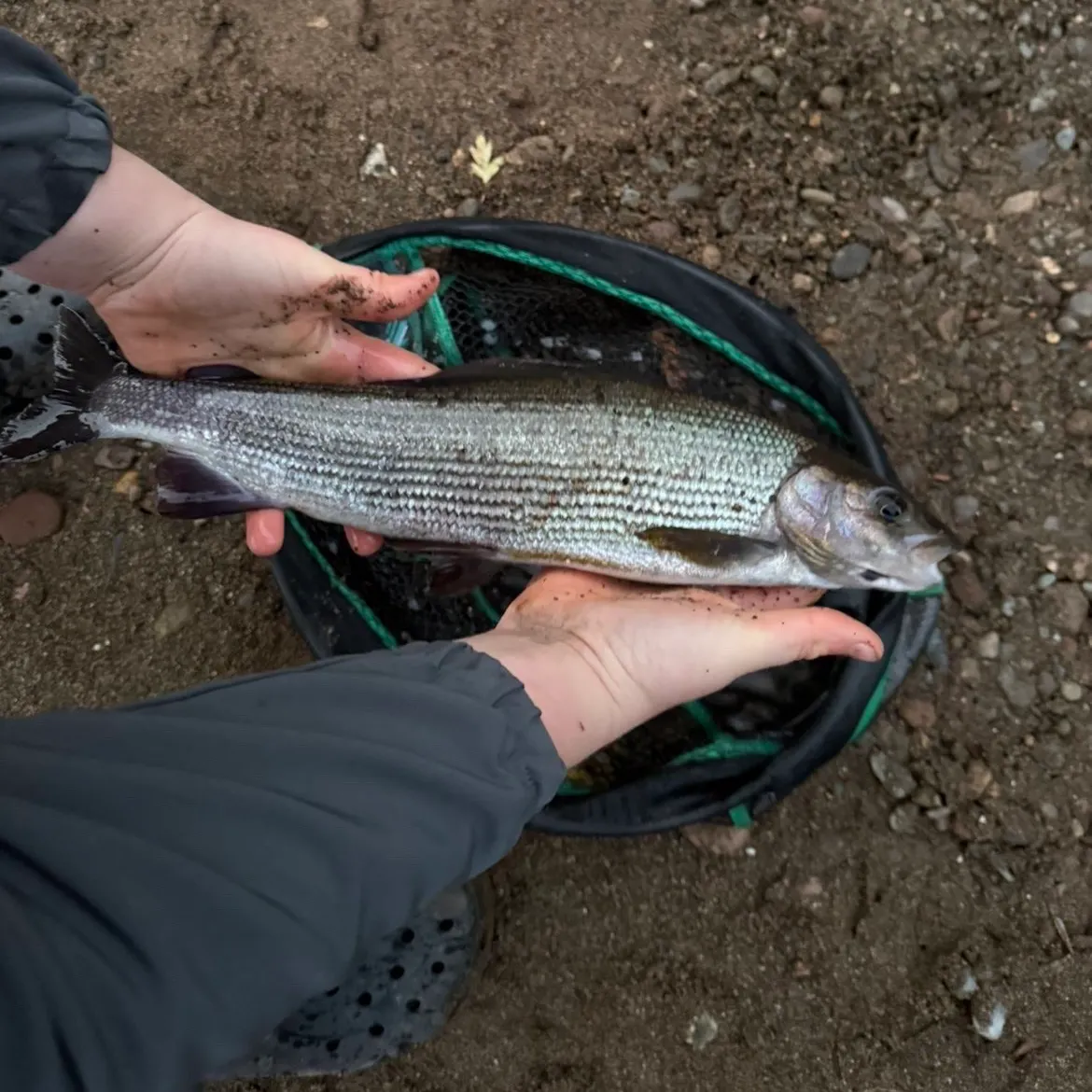 The most recent European grayling catches on Fishbrain