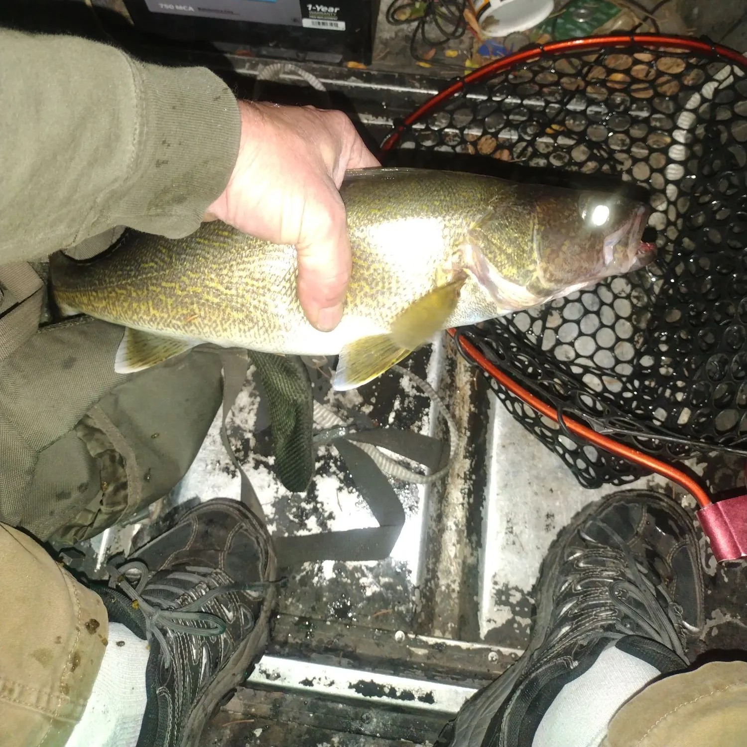 Walleye caught on Fishbrain