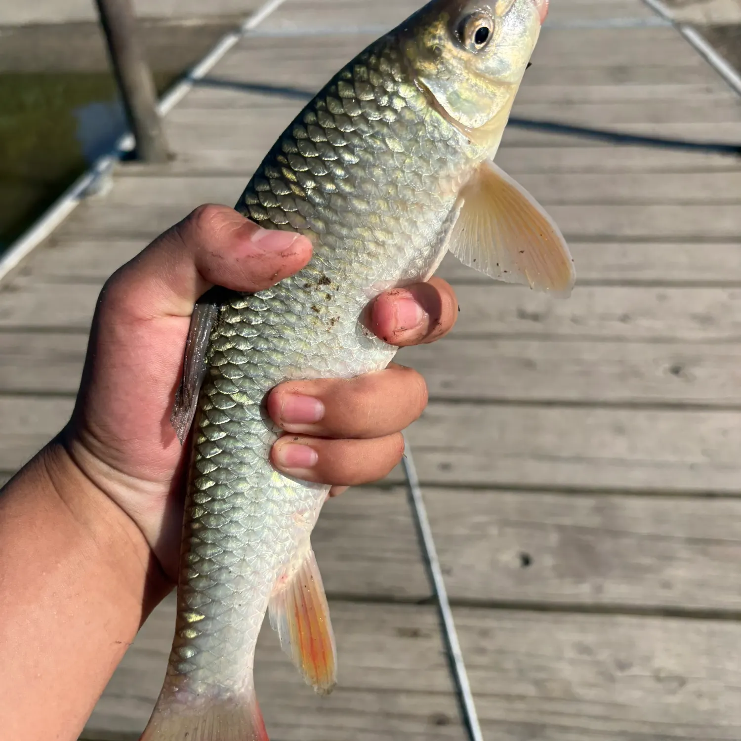 The most recent Shorthead redhorse catches on Fishbrain