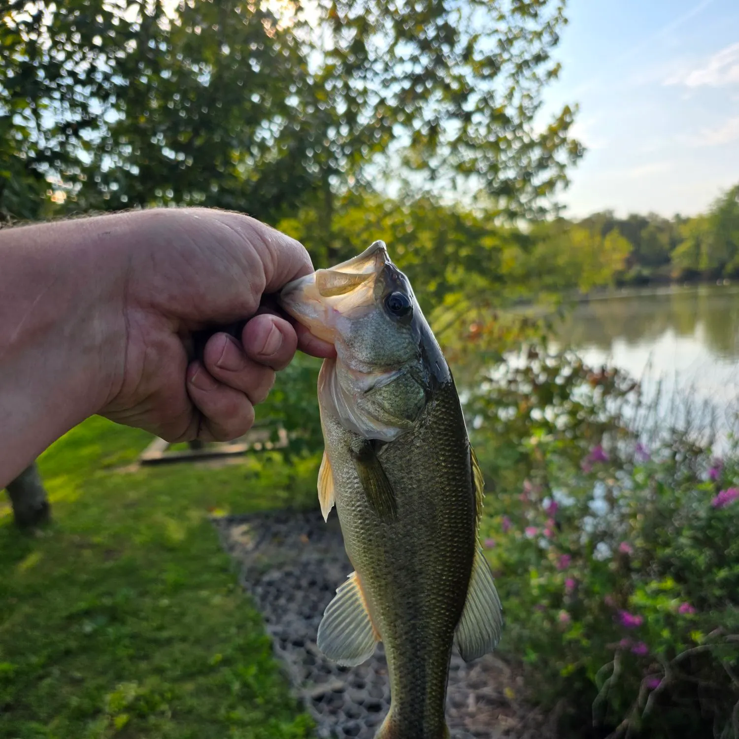 Largemouth bass caught on Fishbrain