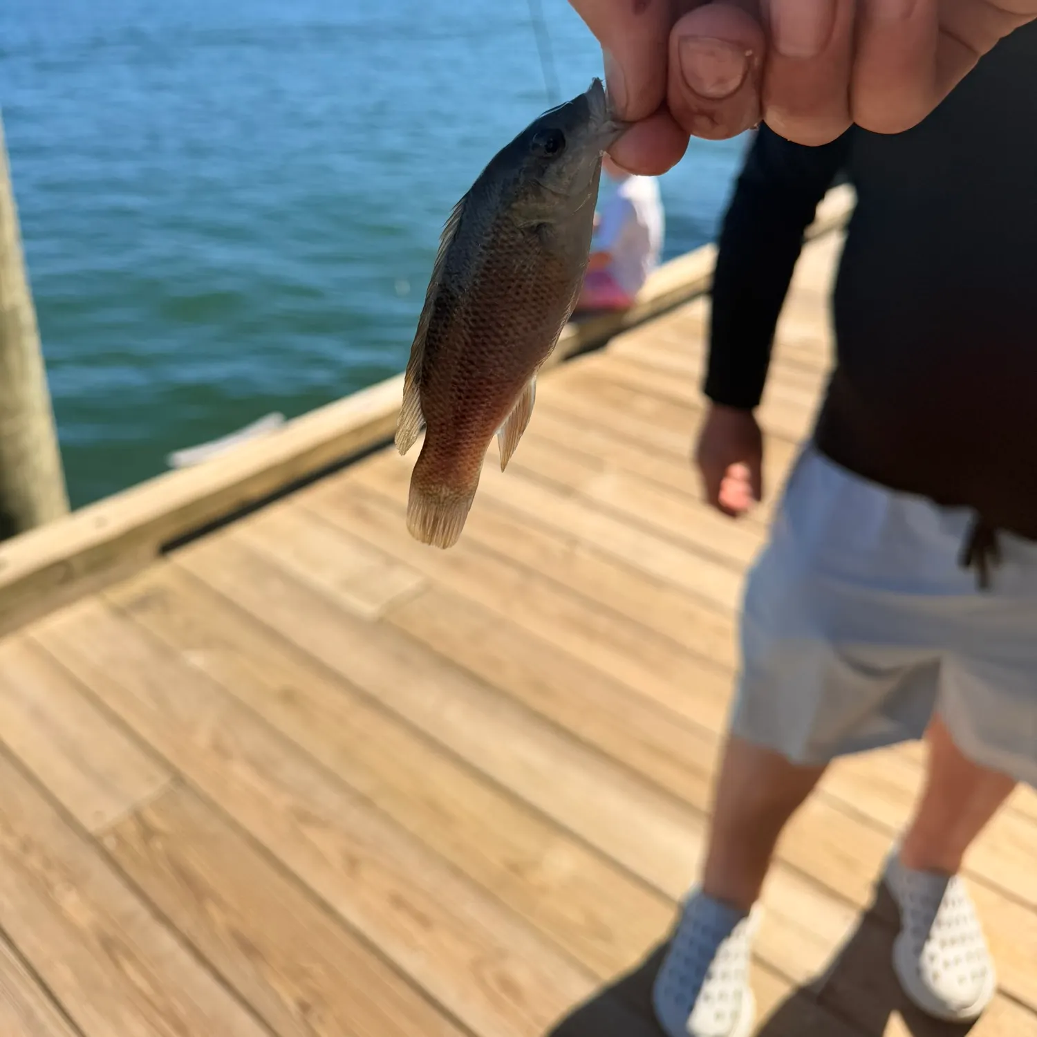 Cunner caught on Fishbrain