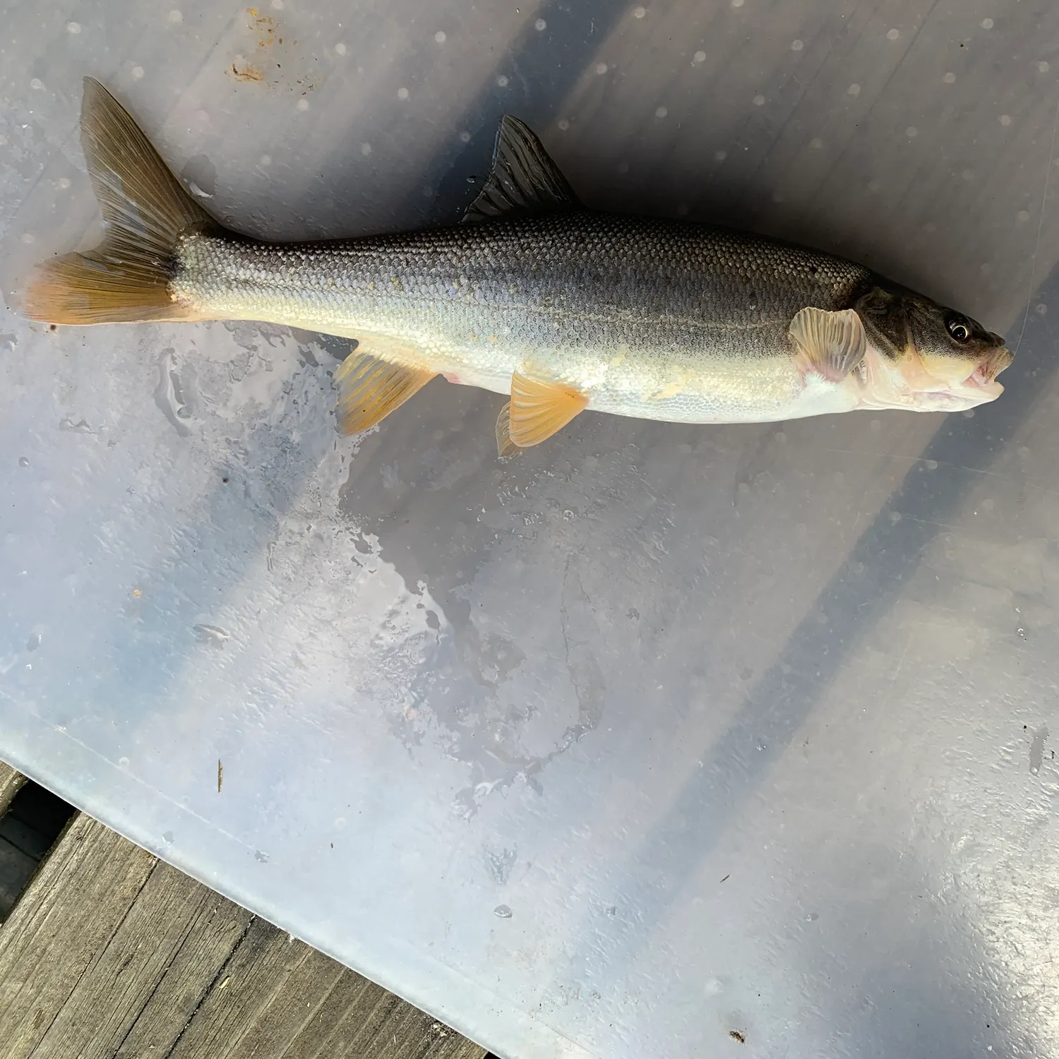 Northern pikeminnow caught on Fishbrain