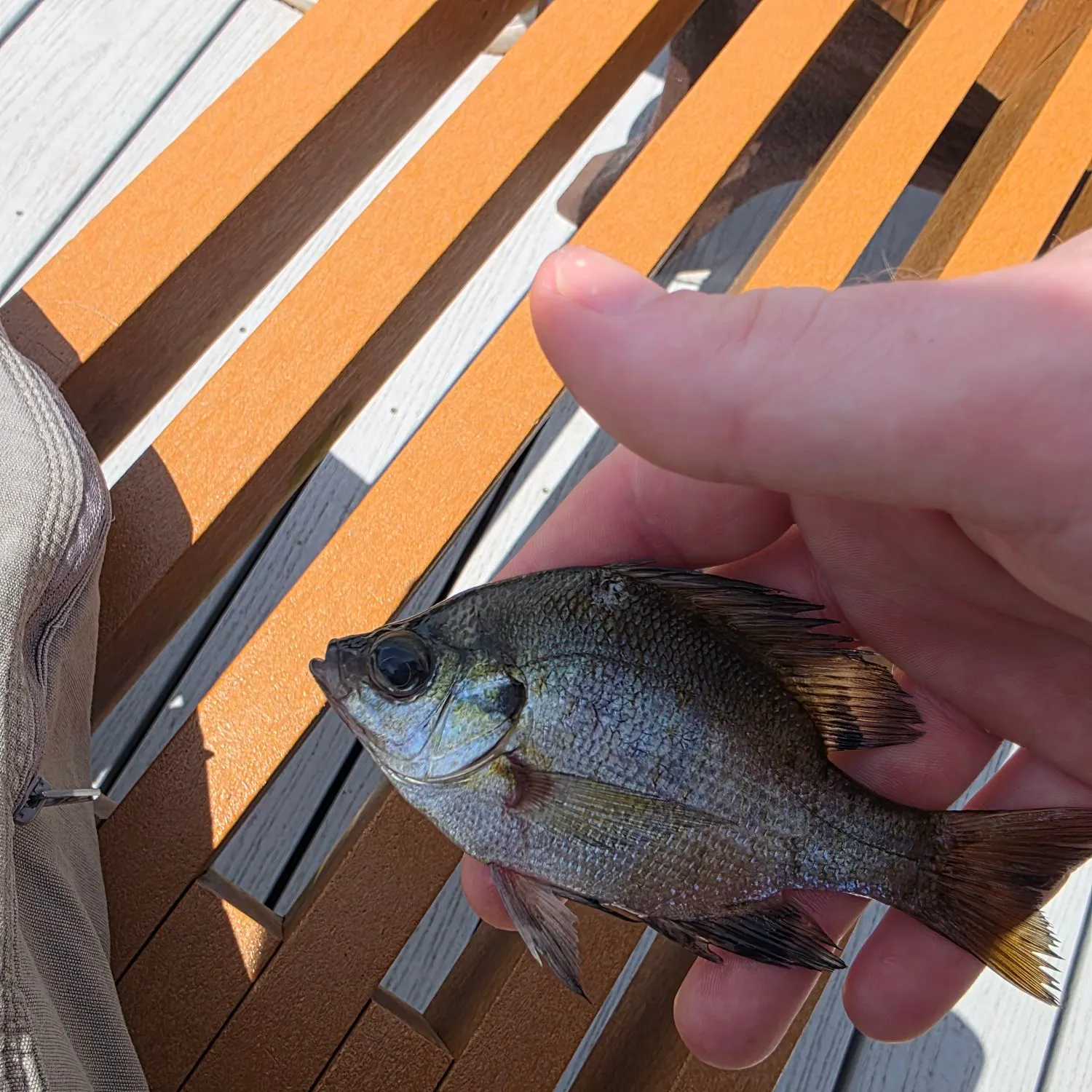 Bluegill caught on Fishbrain