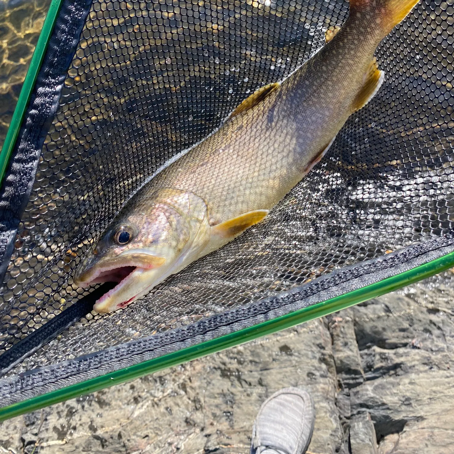Lake char caught on Fishbrain