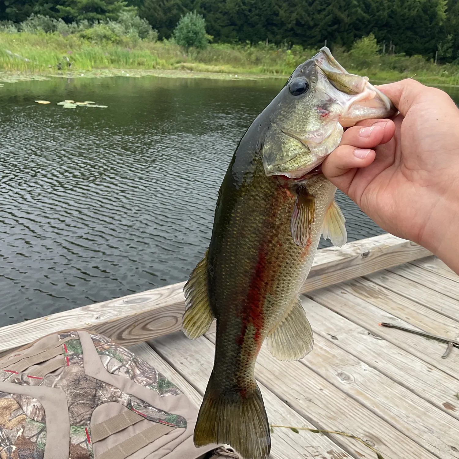 Largemouth bass caught on Fishbrain
