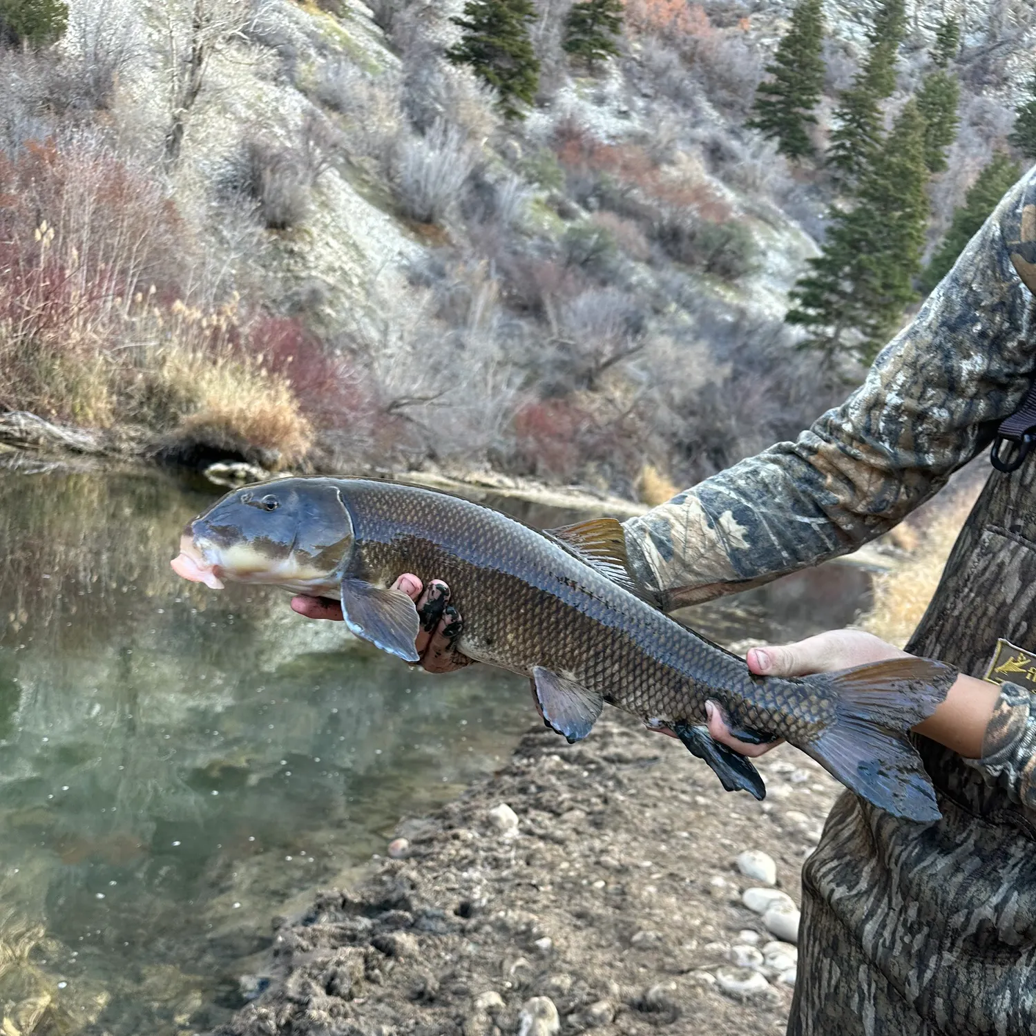 The most recent Utah sucker catches on Fishbrain