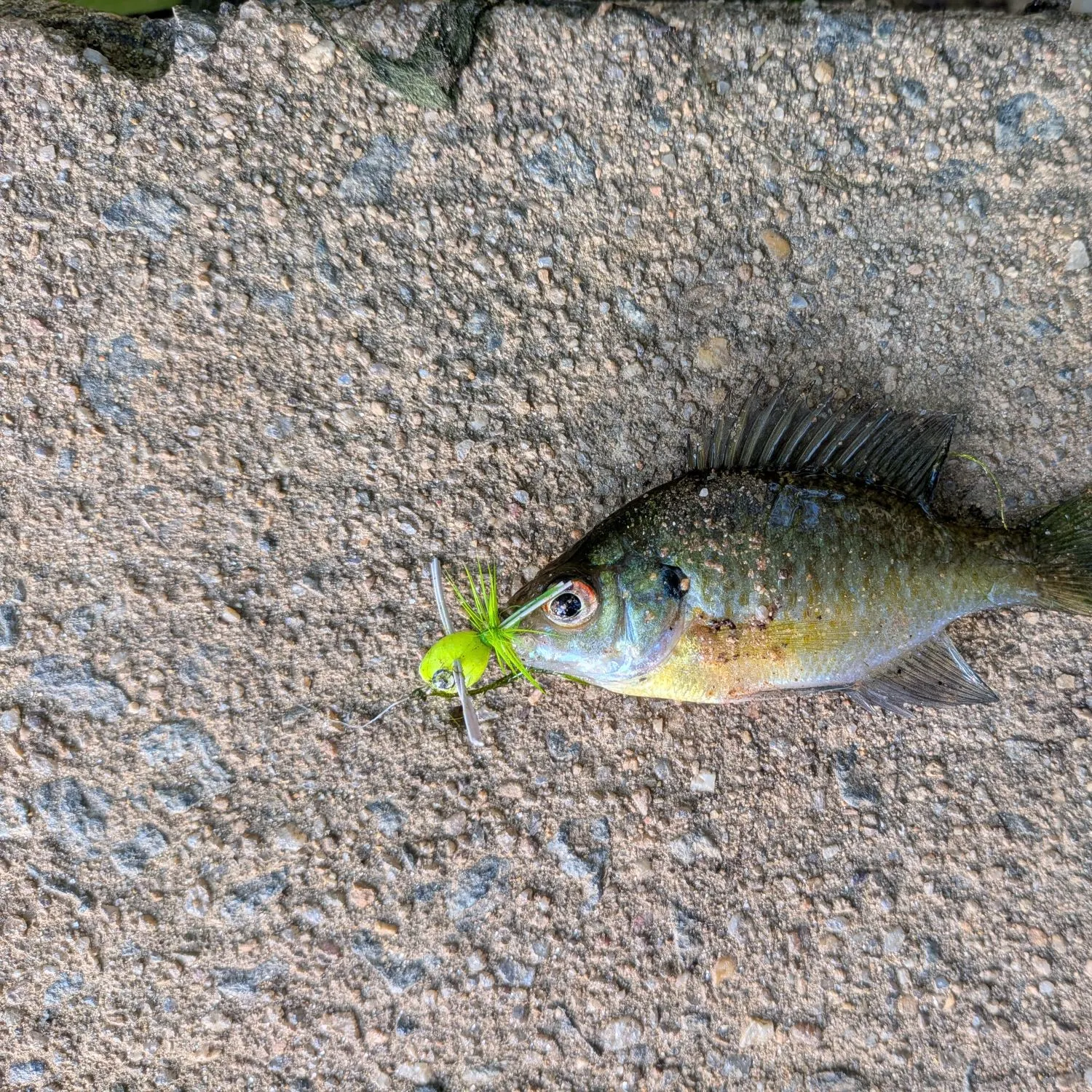 Bluegill caught on Fishbrain