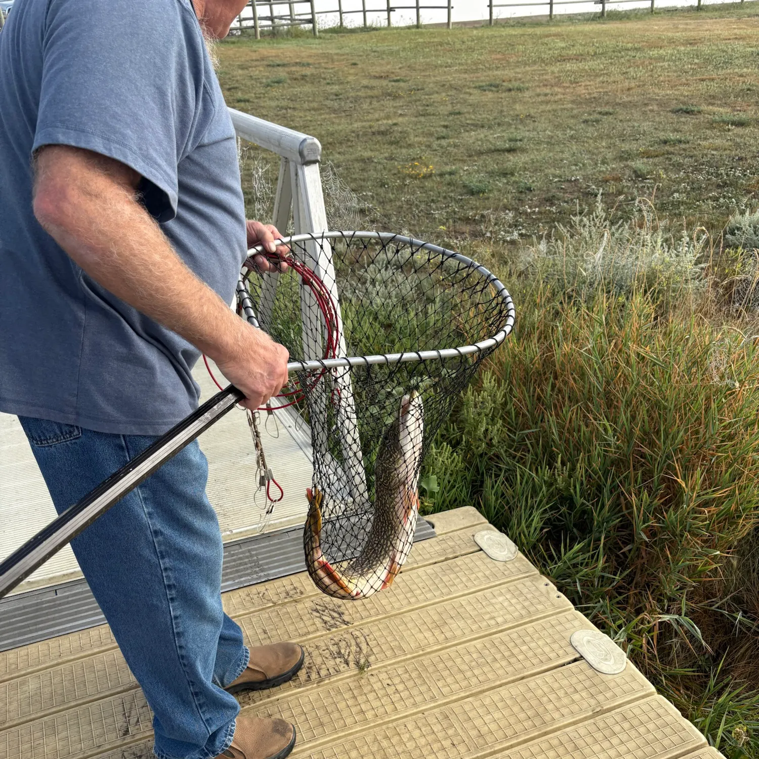 Northern pike caught on Fishbrain
