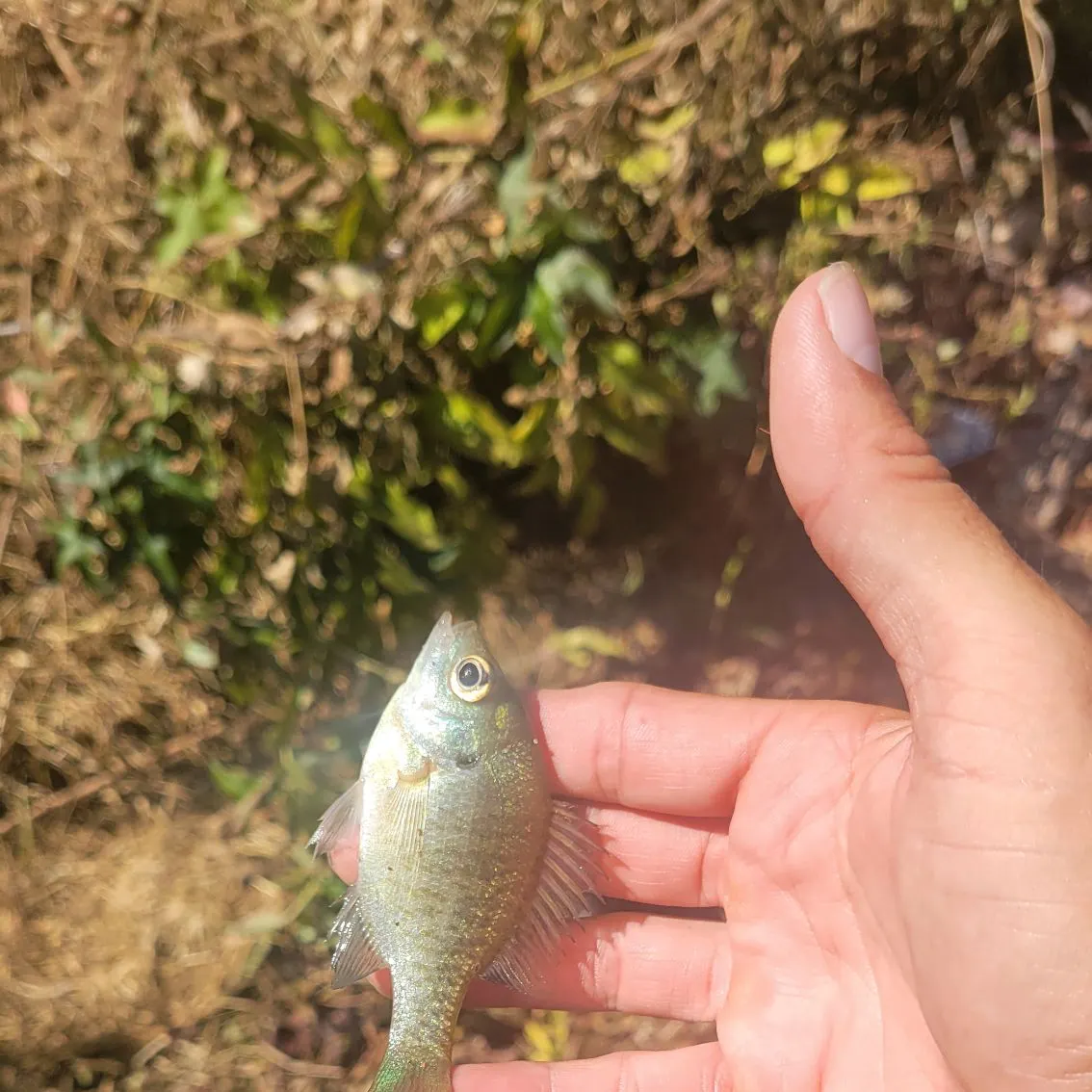 Bluegill caught on Fishbrain