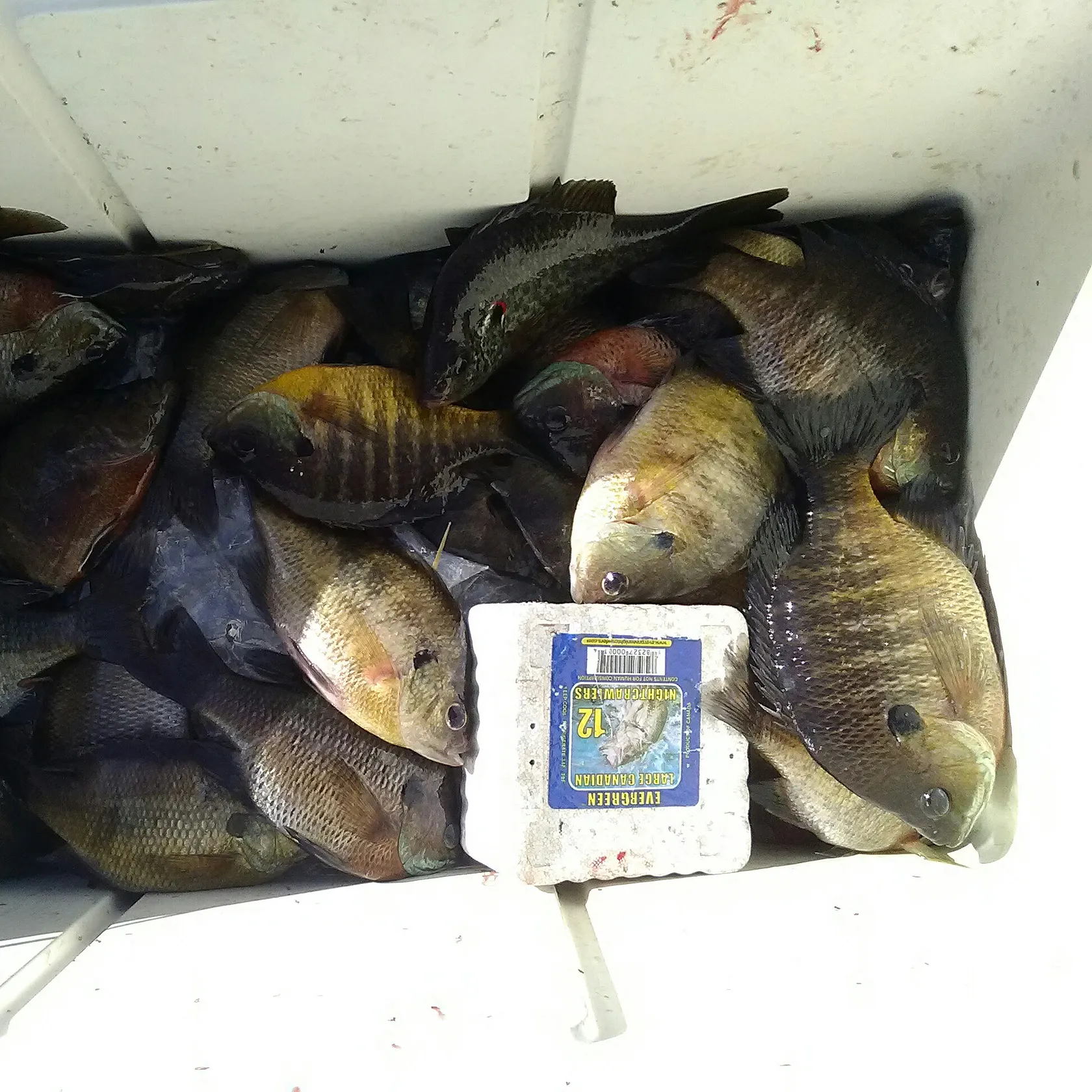 recently logged catches